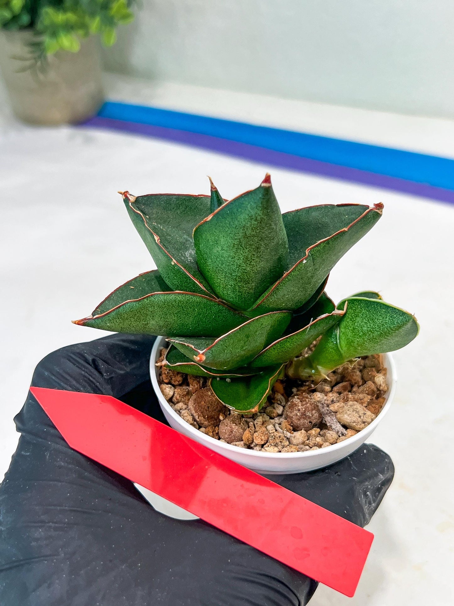 Sansevieria Opera House (#PH25) | Imported Indoor Snake Plant