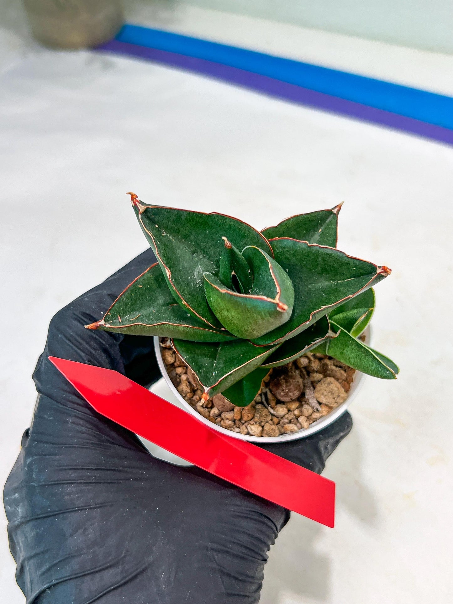 Sansevieria Opera House (#PH25) | Imported Indoor Snake Plant