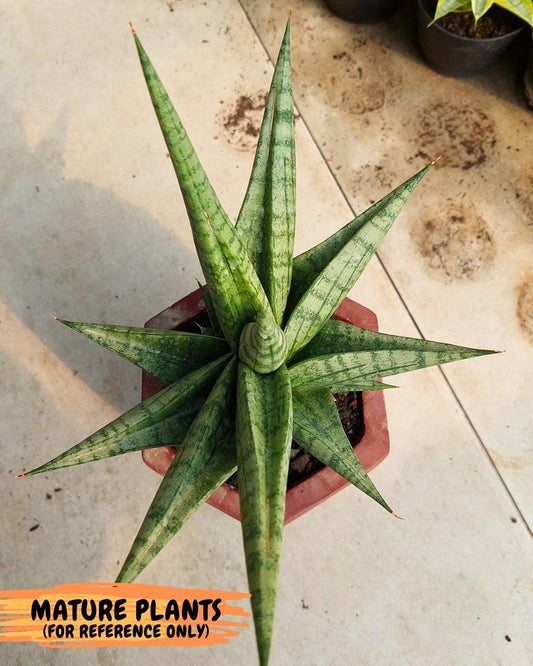 Sansevieria Bona (#Ba7) | Imported Plants | Rare Hybrid Species