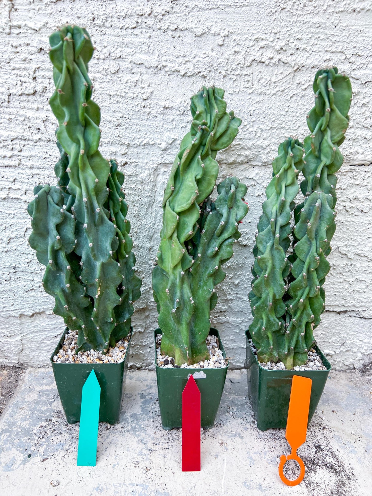 Monstrose Cereus Peruvianus | Apple Cactus | Fully Rooted