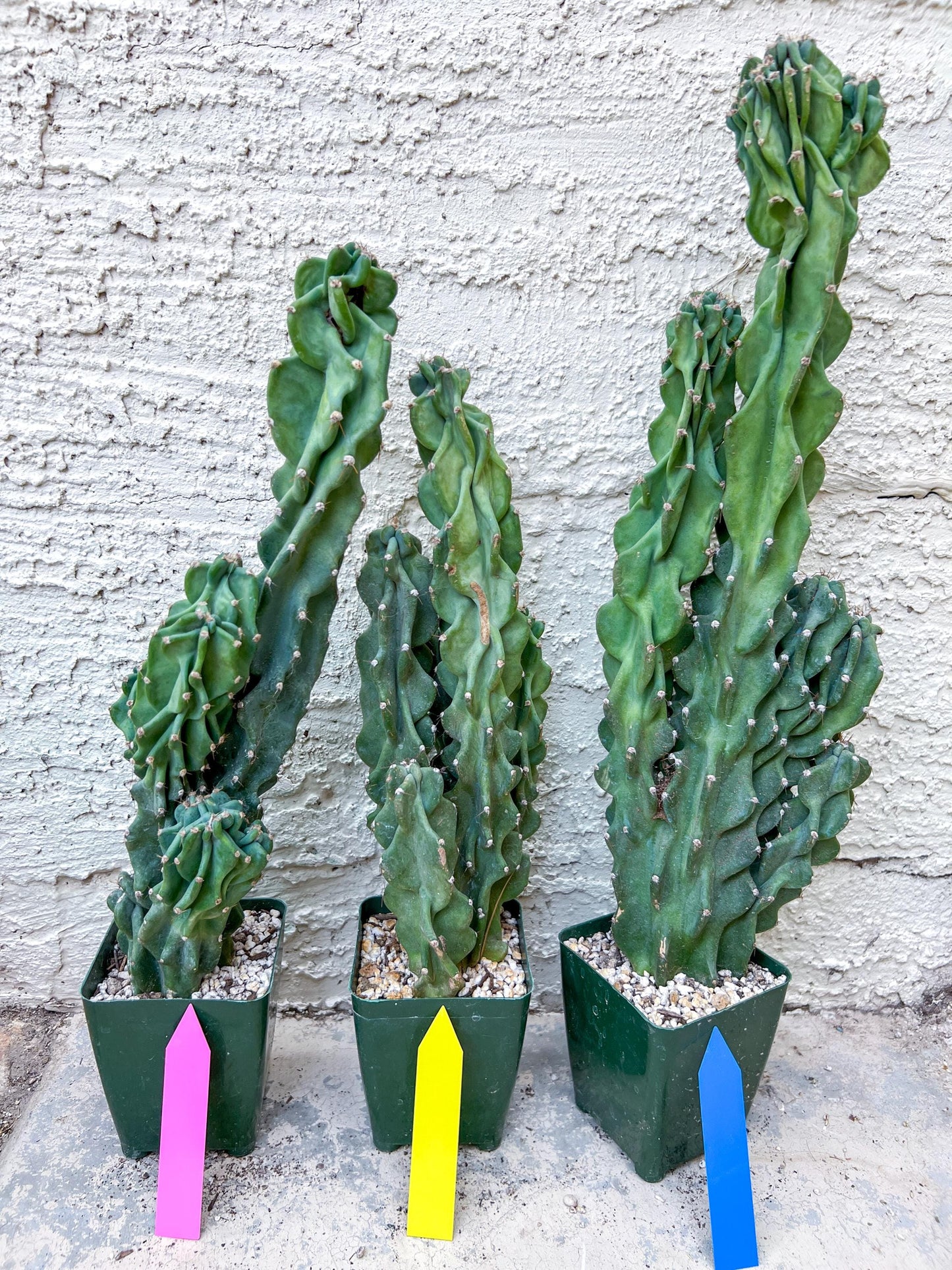 Monstrose Cereus Peruvianus | Apple Cactus | Fully Rooted
