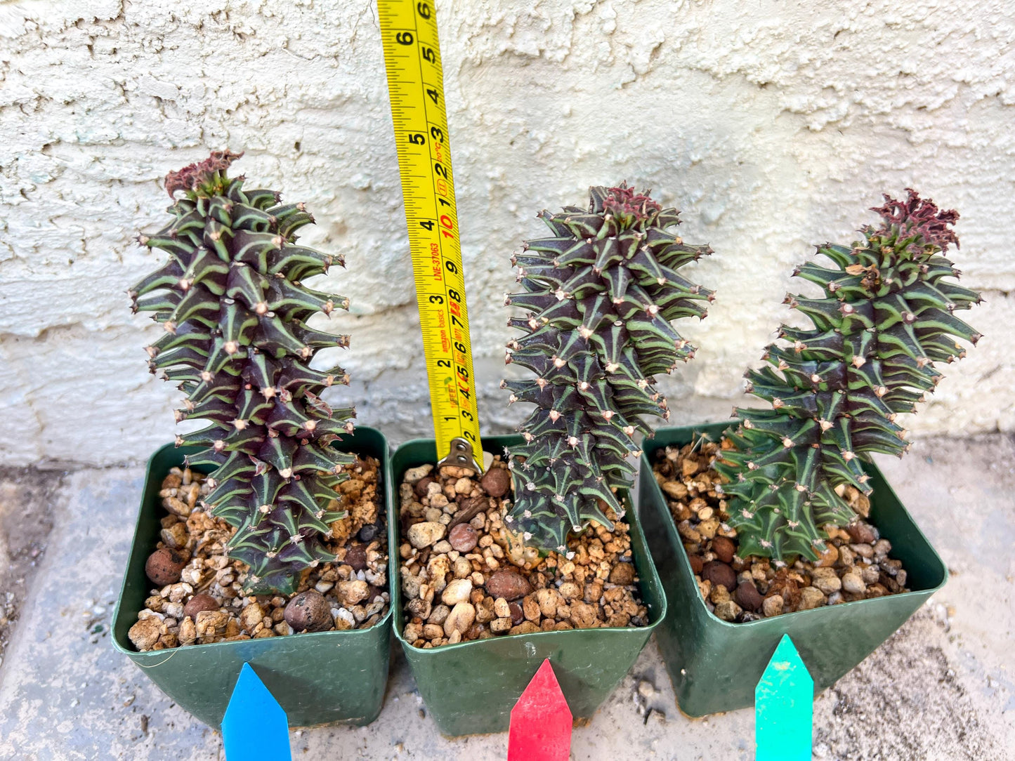 Monadenium Guentheri | Imported Cactus | Rare Succulent