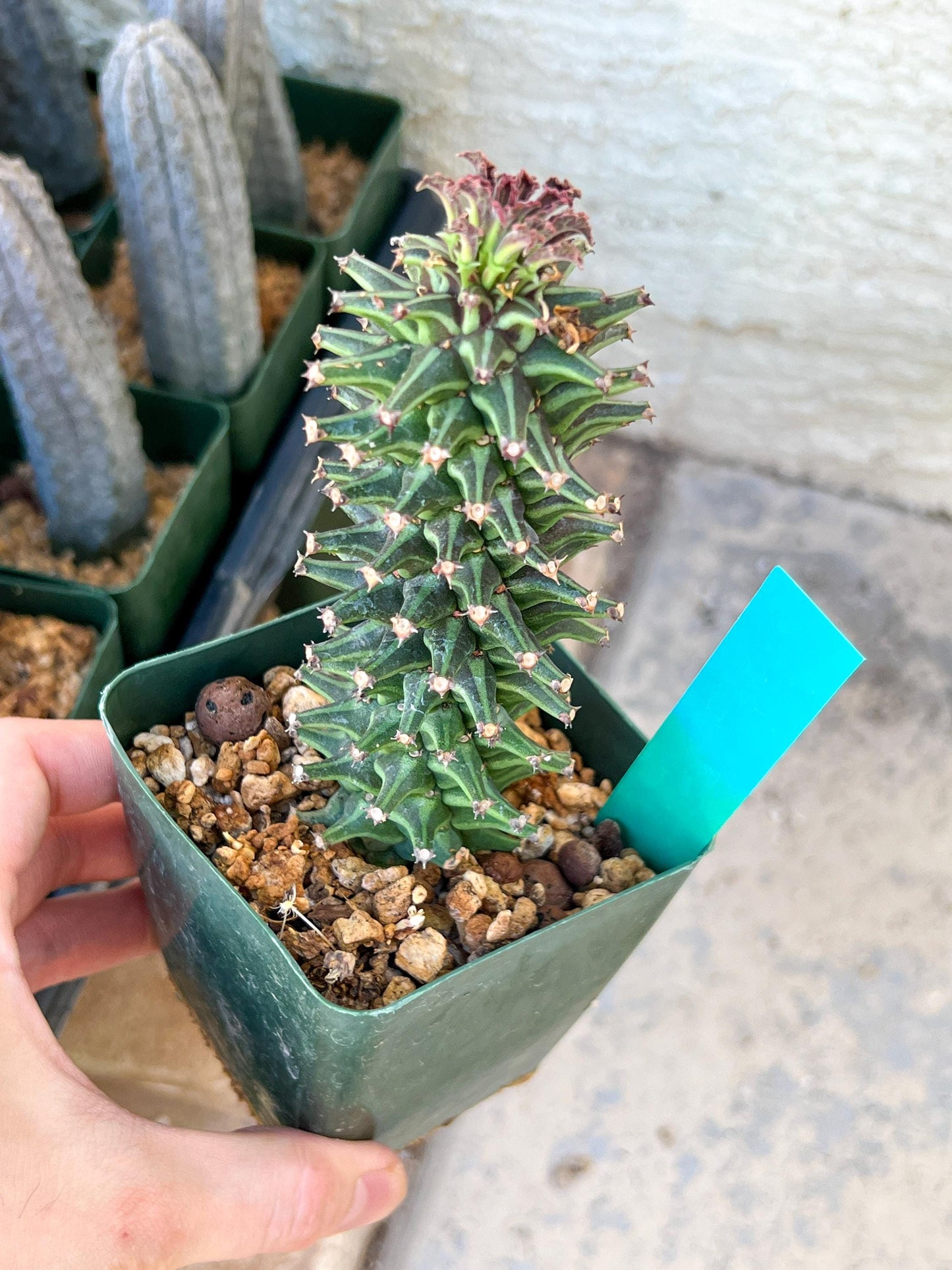 Monadenium Guentheri | Imported Cactus | Rare Succulent
