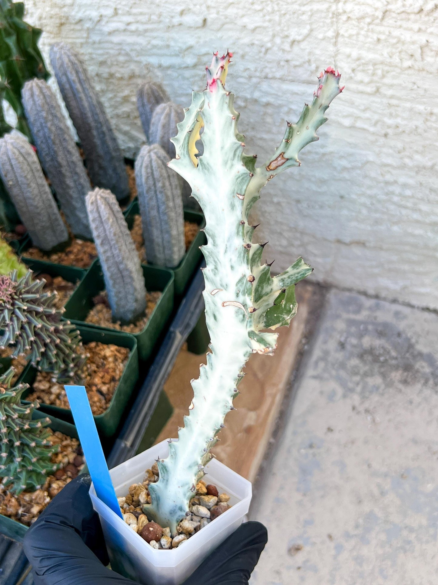 Large Euphorbia Lactea (G2) | Imported Cactus | Rare Succulent