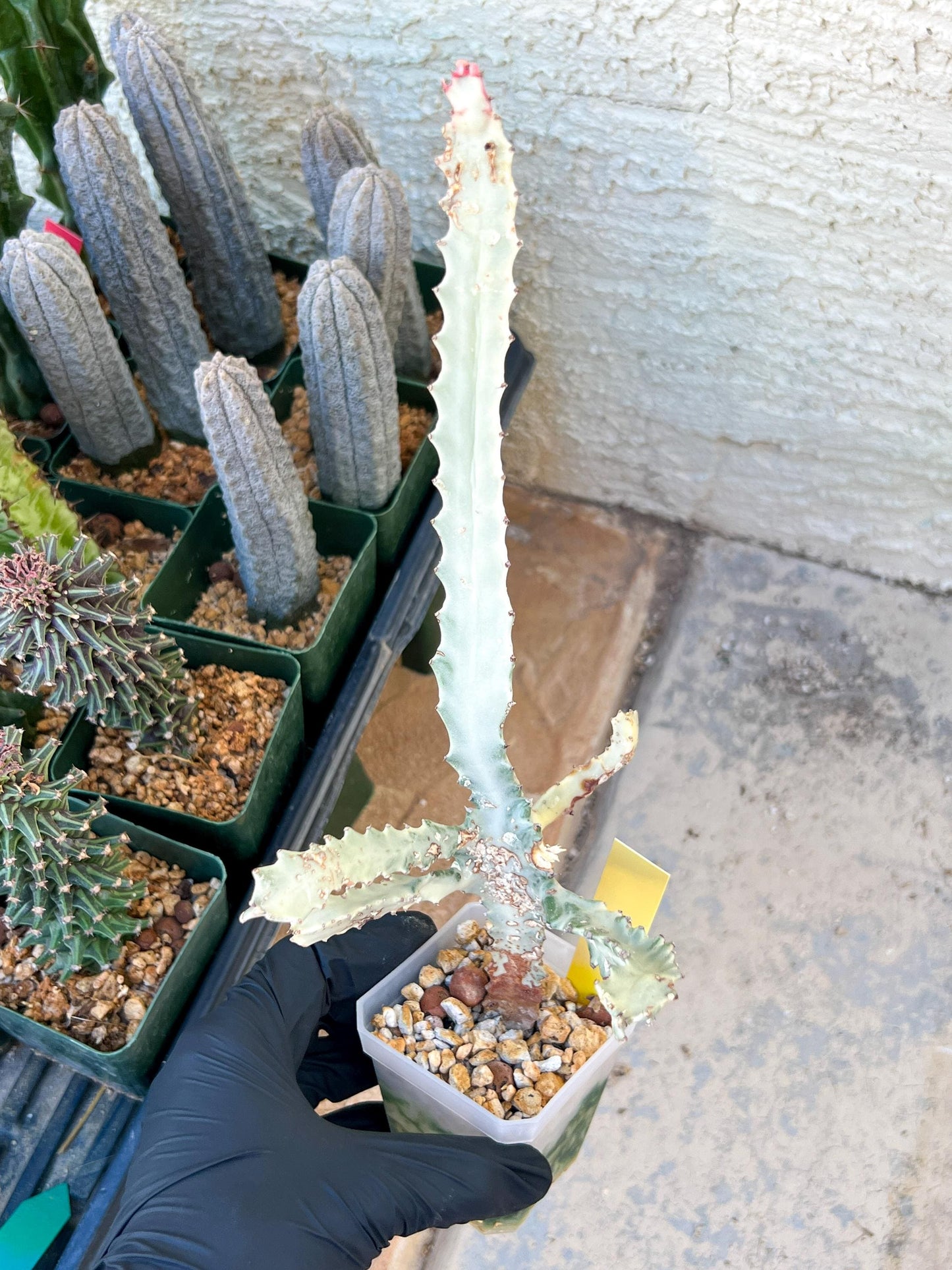 Large Euphorbia Lactea (G2) | Imported Cactus | Rare Succulent