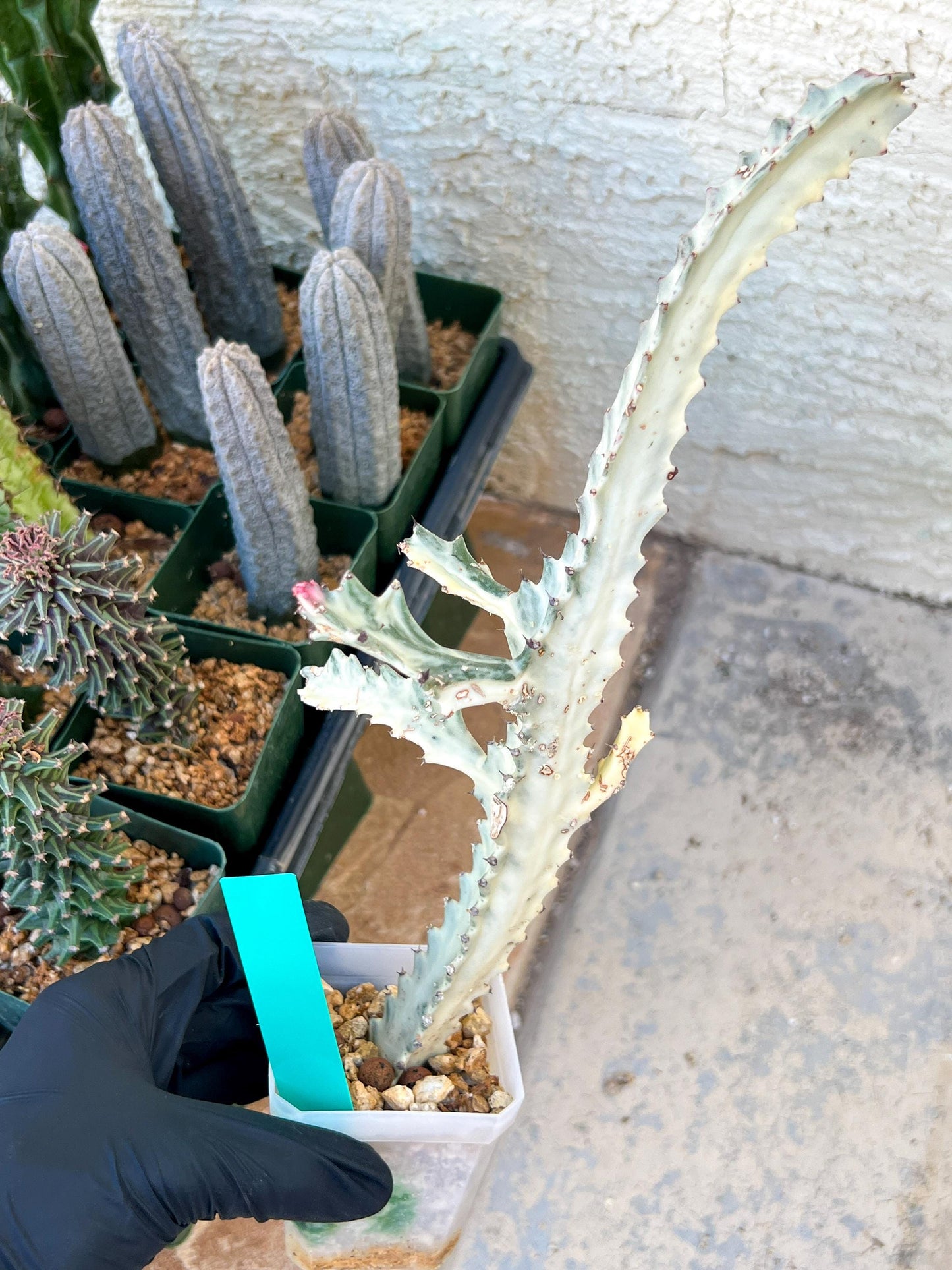 Large Euphorbia Lactea (G2) | Imported Cactus | Rare Succulent