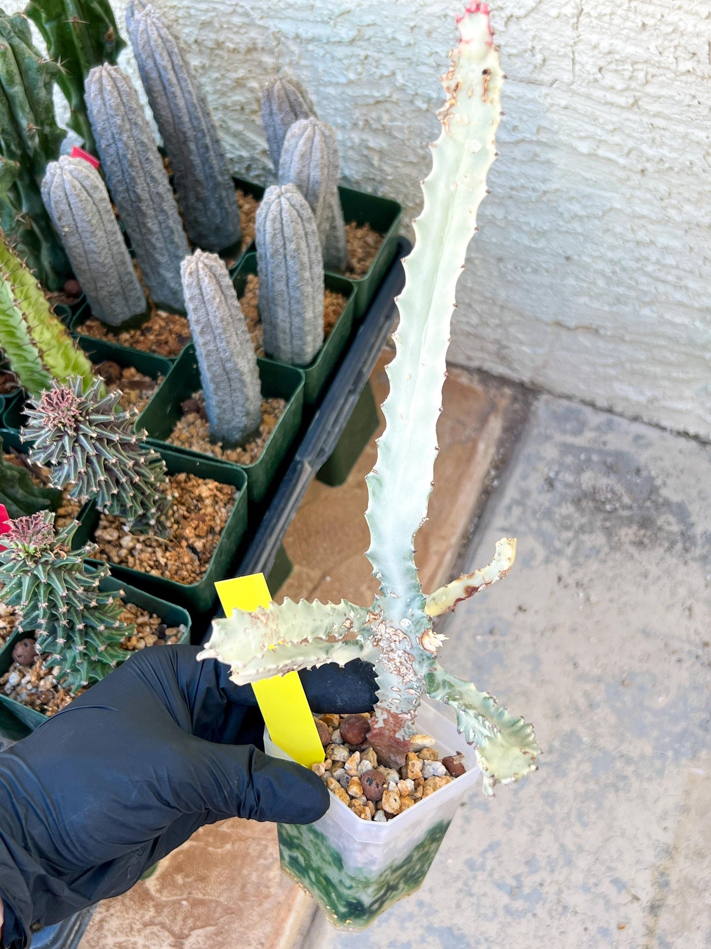 Large Euphorbia Lactea (G2) | Imported Cactus | Rare Succulent