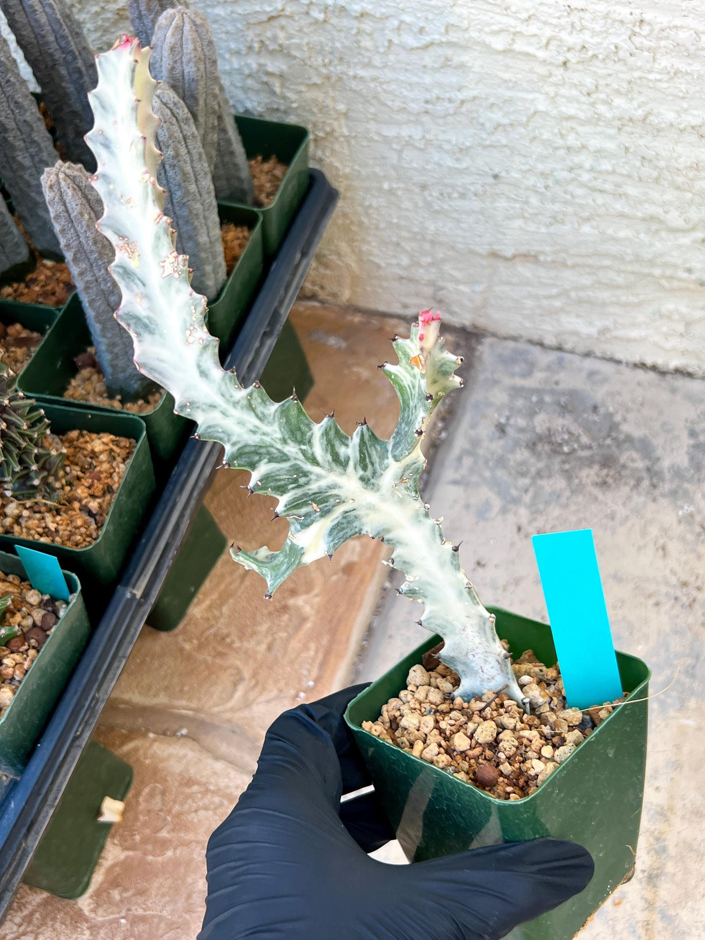 Large Euphorbia Lactea (G1) | Imported Cactus
