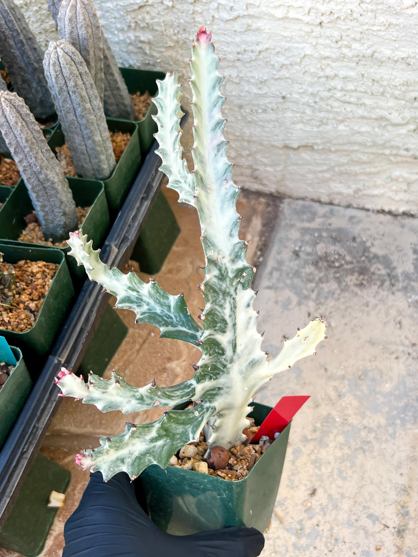Large Euphorbia Lactea (G1) | Imported Cactus