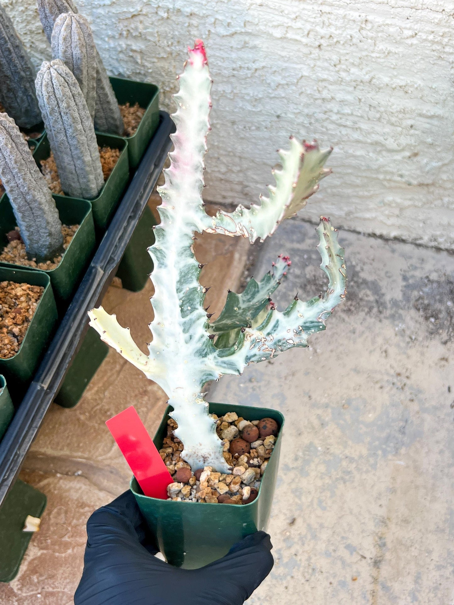 Large Euphorbia Lactea (G1) | Imported Cactus
