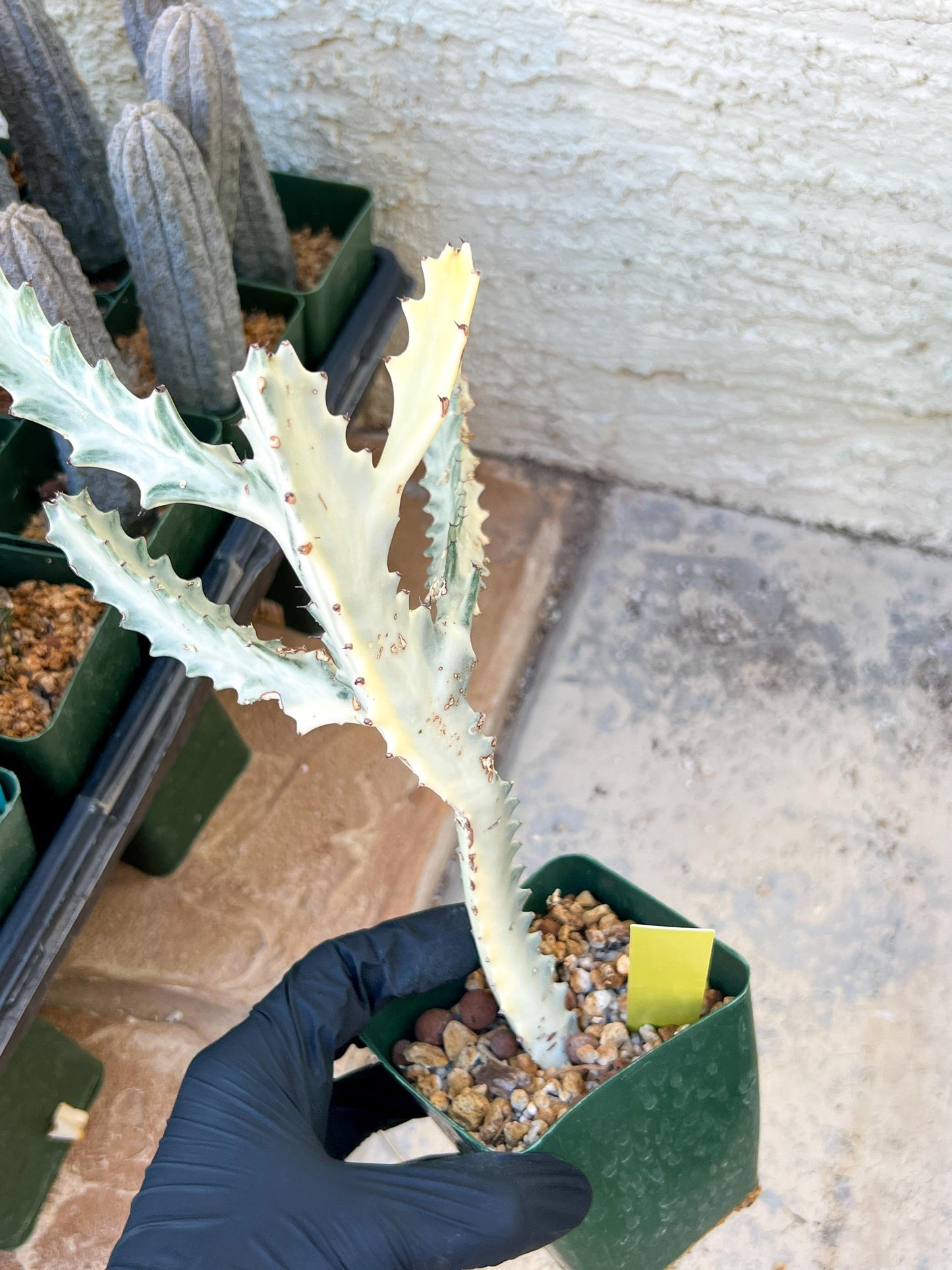 Large Euphorbia Lactea (G1) | Imported Cactus