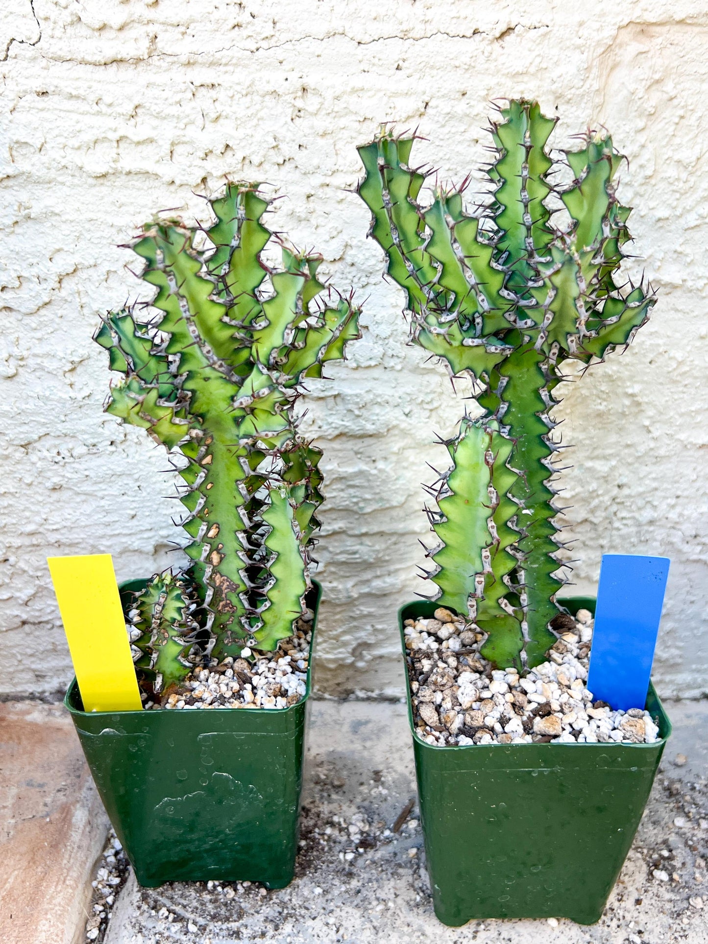 Cactus Petraea S. Carter | Succulent Cactus | Imported