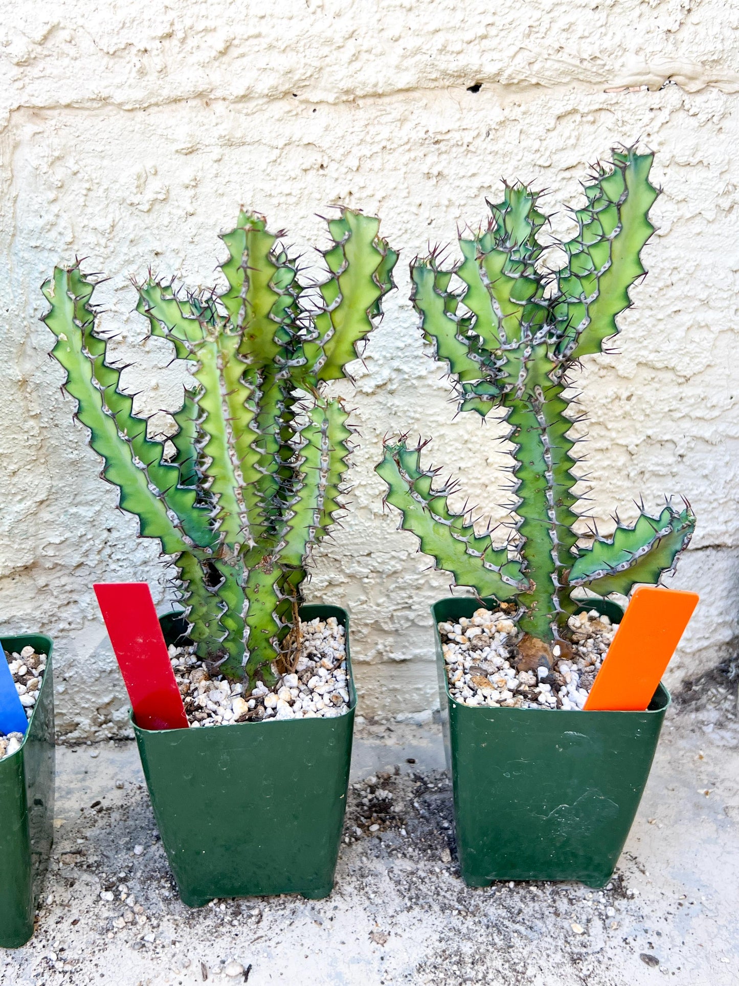 Cactus Petraea S. Carter | Succulent Cactus | Imported