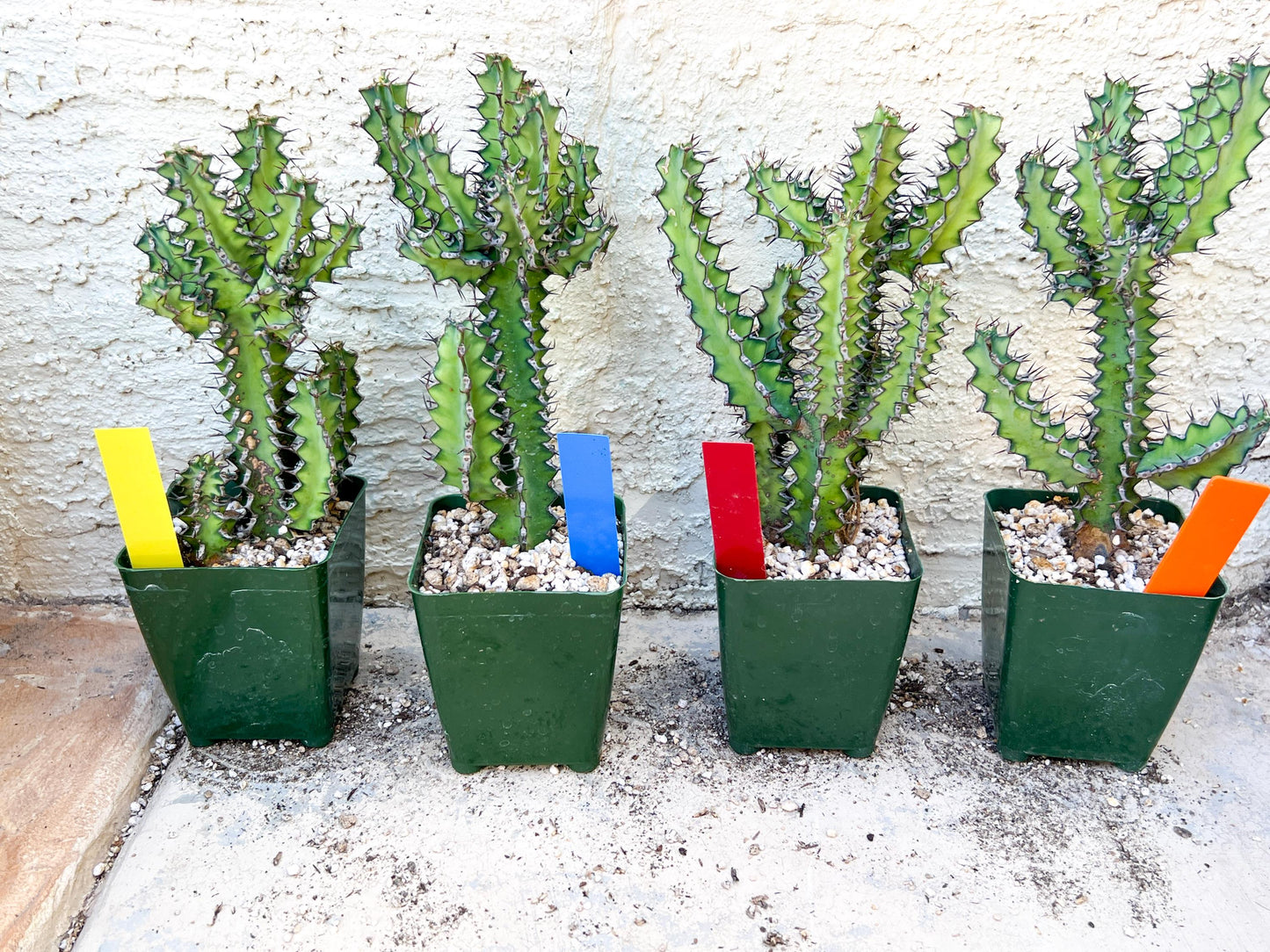 Cactus Petraea S. Carter | Succulent Cactus | Imported