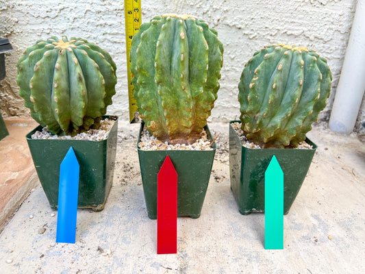 Ferocactus glaucescens inermis (Green) | Imported Plants