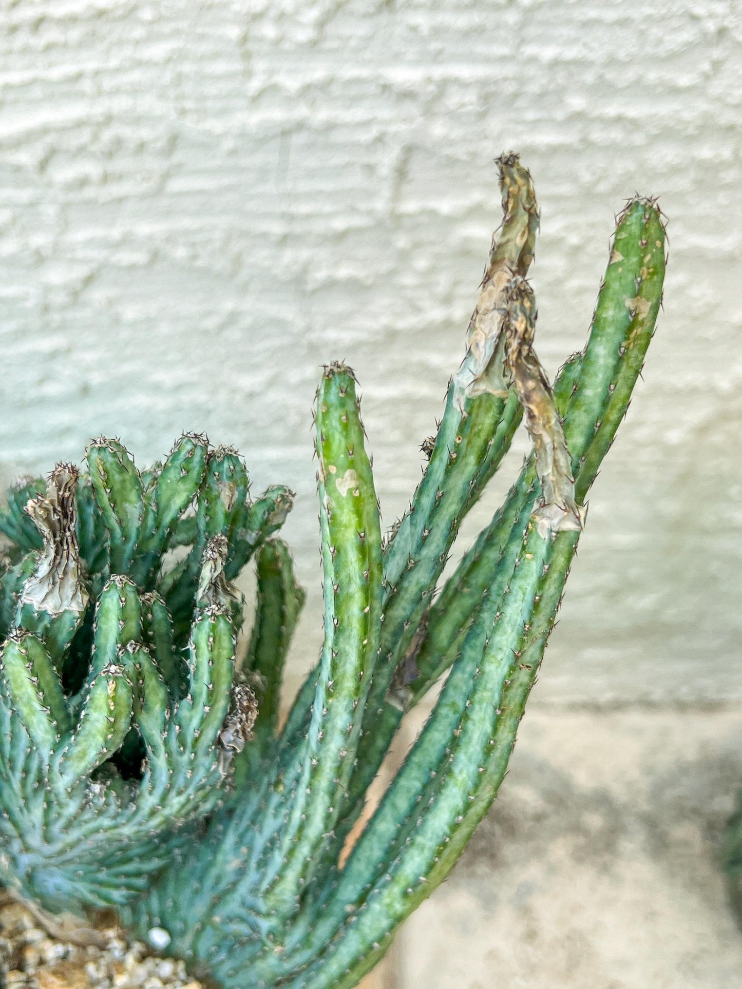 Bizarre Monvillea spegazzinii cristata (P-Y) | Little Sun burn