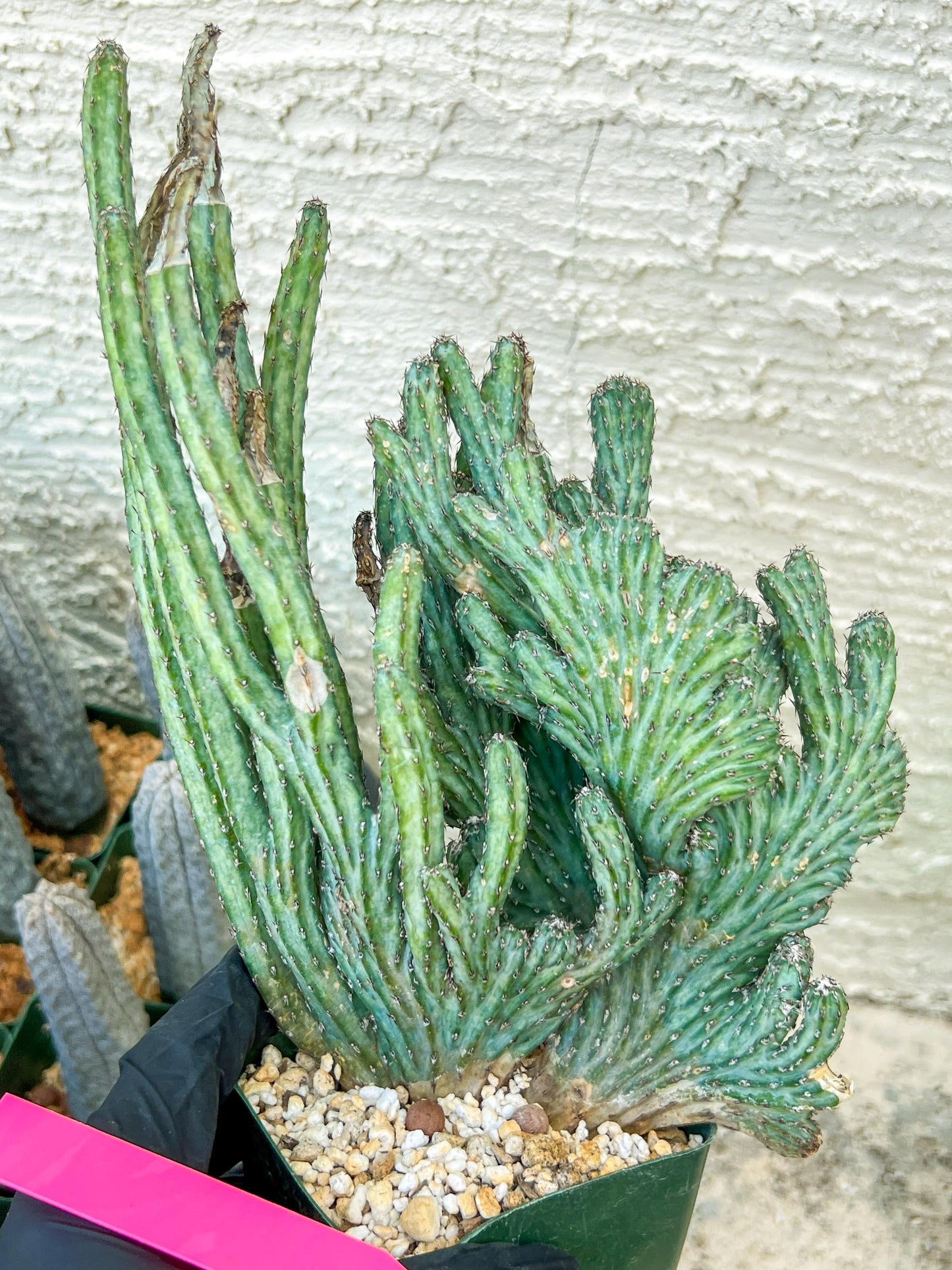 Bizarre Monvillea spegazzinii cristata (P-Y) | Little Sun burn