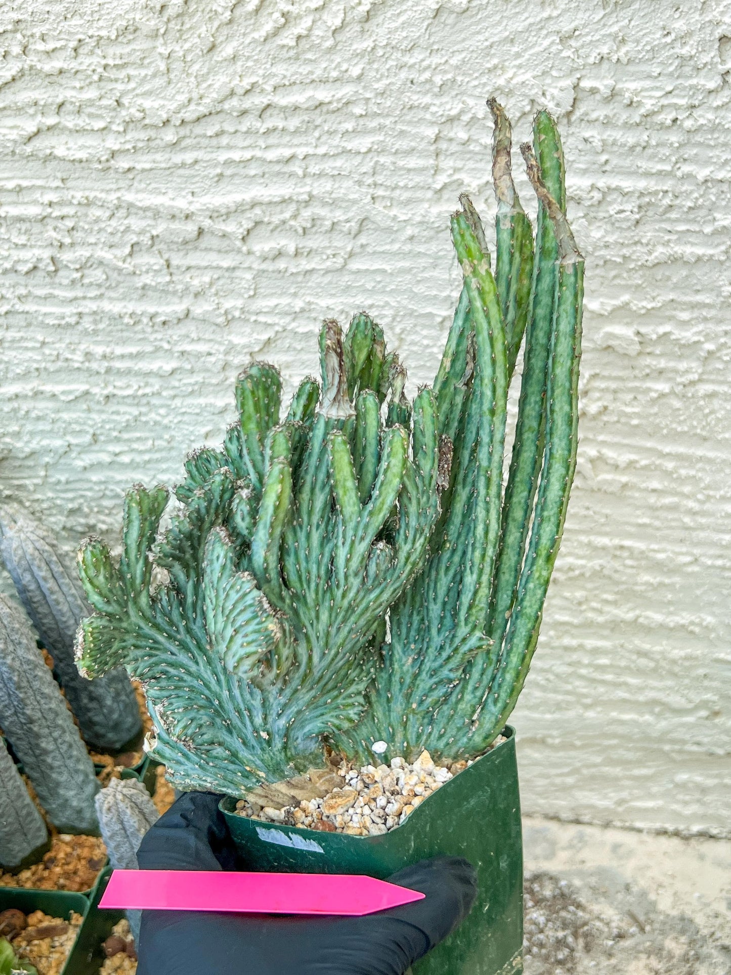 Bizarre Monvillea spegazzinii cristata (P-Y) | Little Sun burn