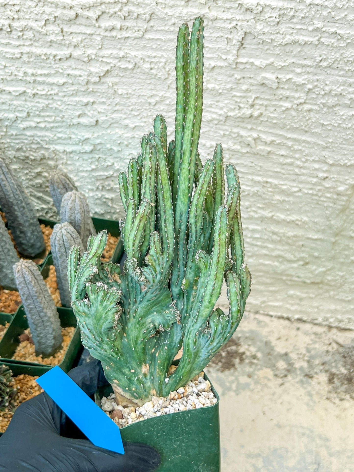 Bizarre Monvillea spegazzinii cristata (B-G) | Little Sun burn