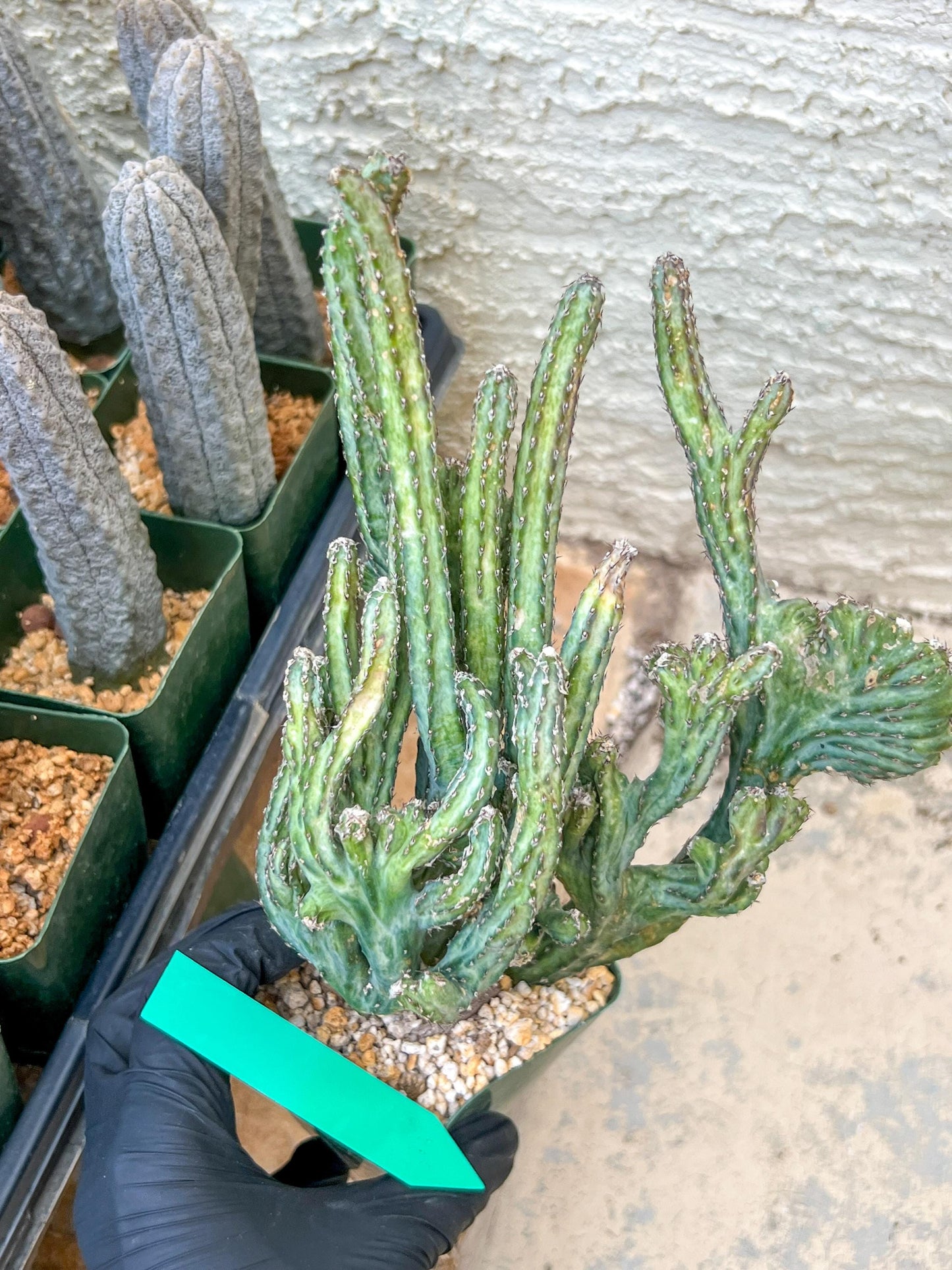 Bizarre Monvillea spegazzinii cristata (B-G) | Little Sun burn