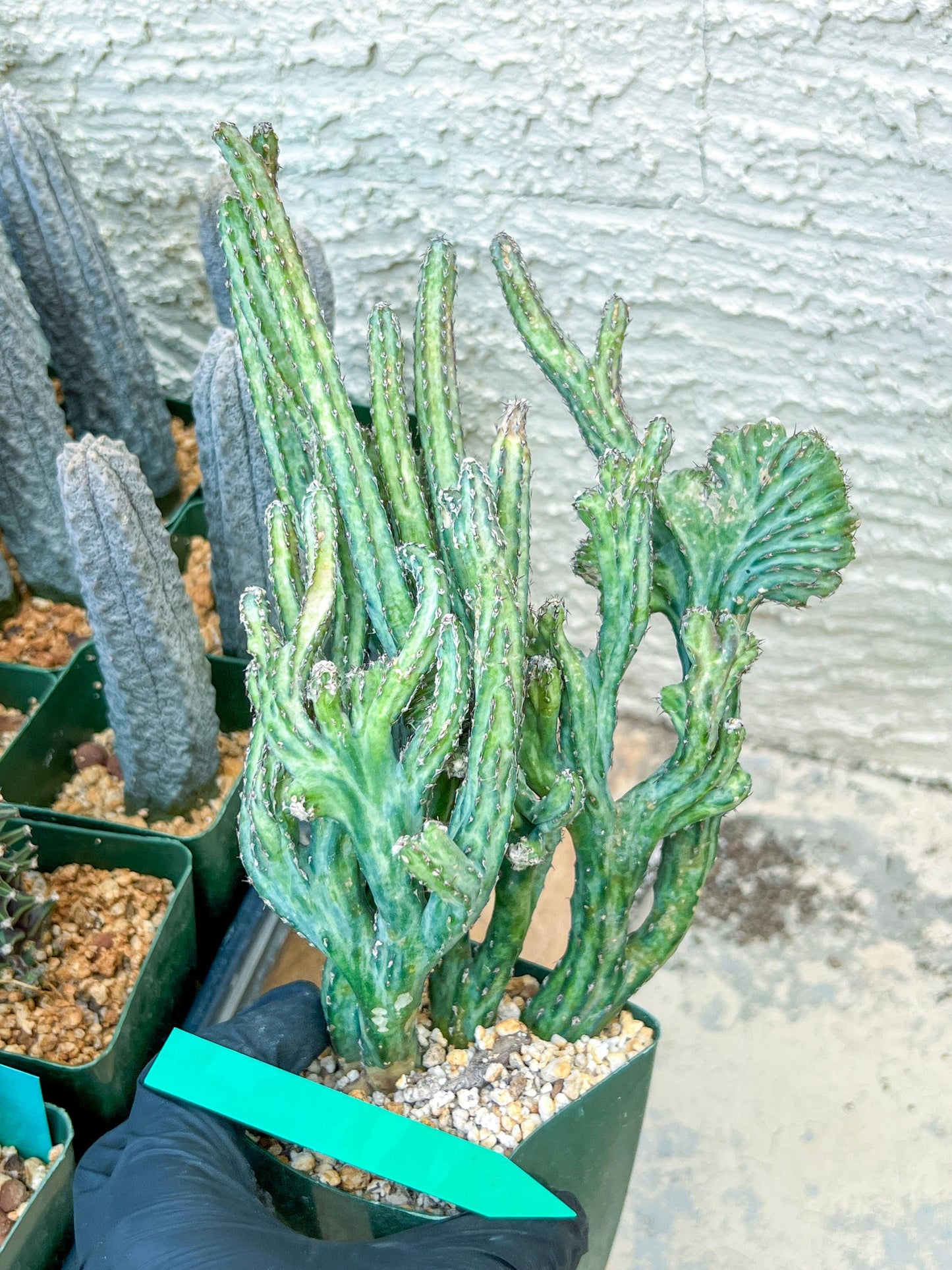 Bizarre Monvillea spegazzinii cristata (B-G) | Little Sun burn
