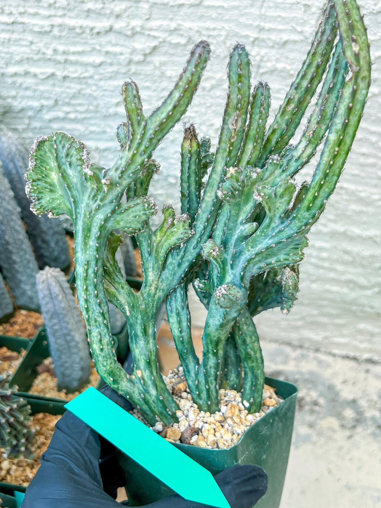 Bizarre Monvillea spegazzinii cristata (B-G) | Little Sun burn