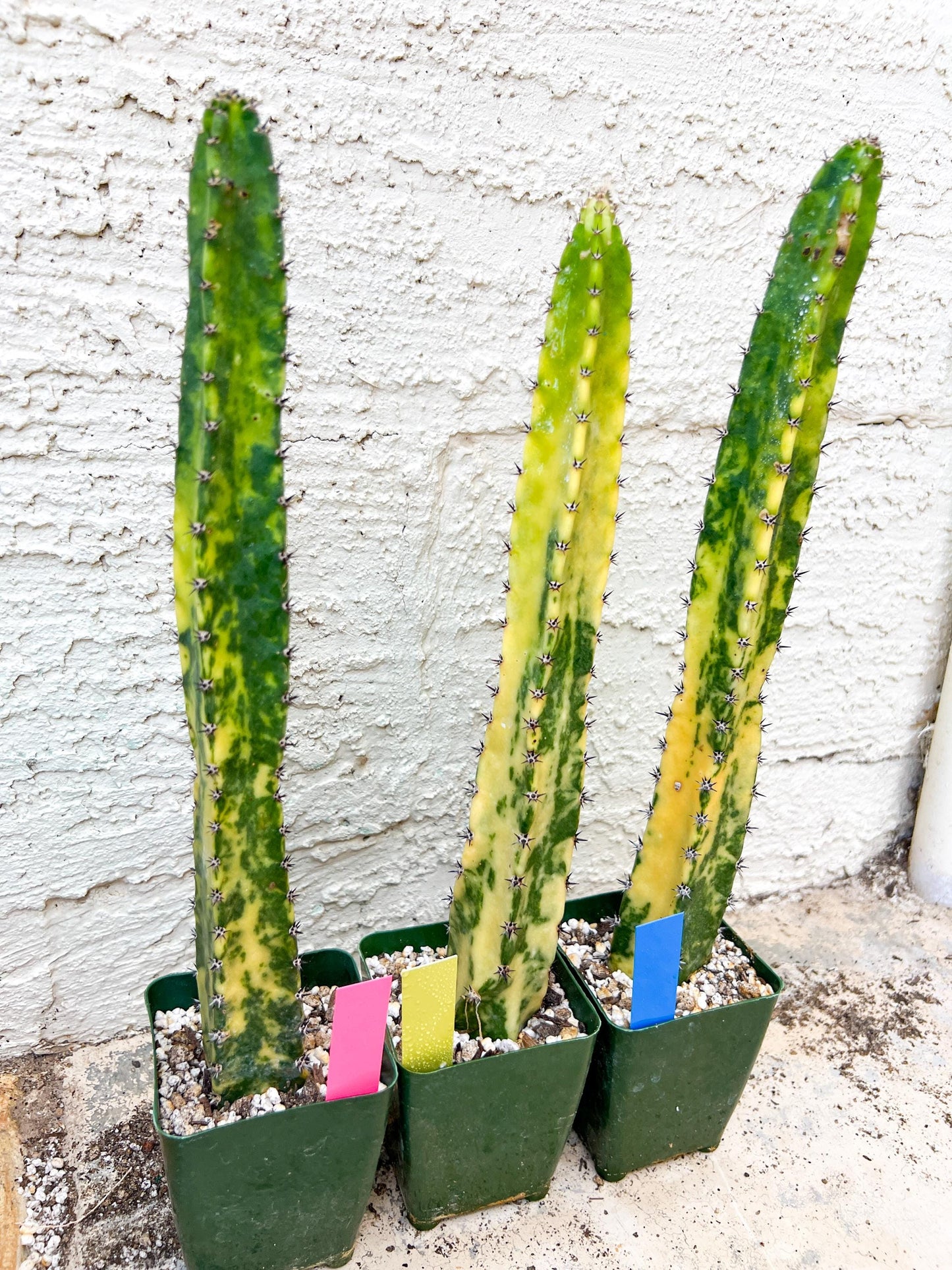 Harrisia Jusbertii Variegated XL | Rare Succulent