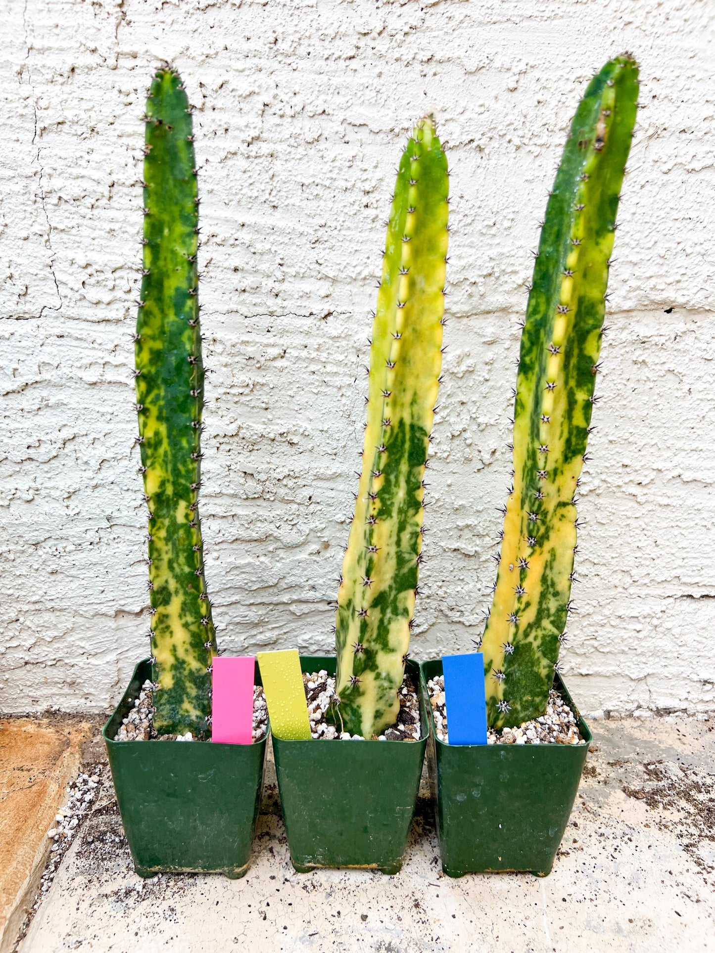 Harrisia Jusbertii Variegated XL | Rare Succulent
