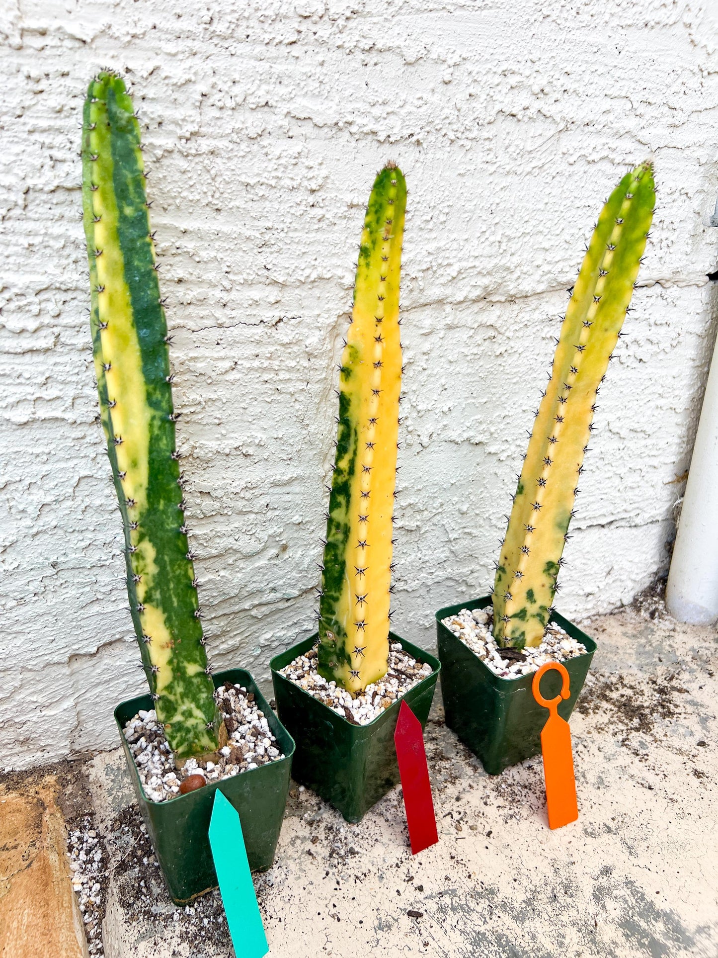 Harrisia Jusbertii Variegated XL | Rare Succulent