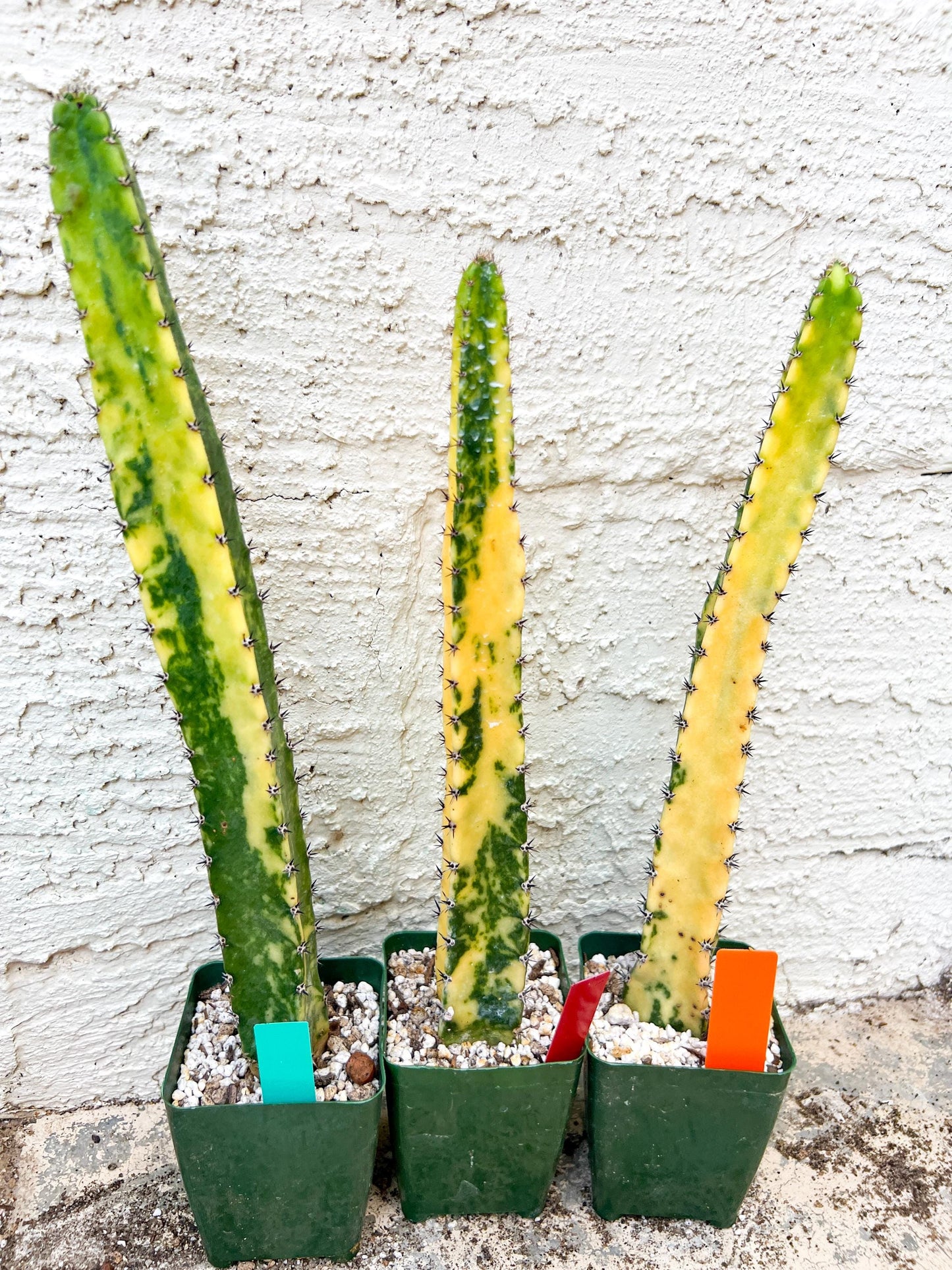 Harrisia Jusbertii Variegated XL | Rare Succulent