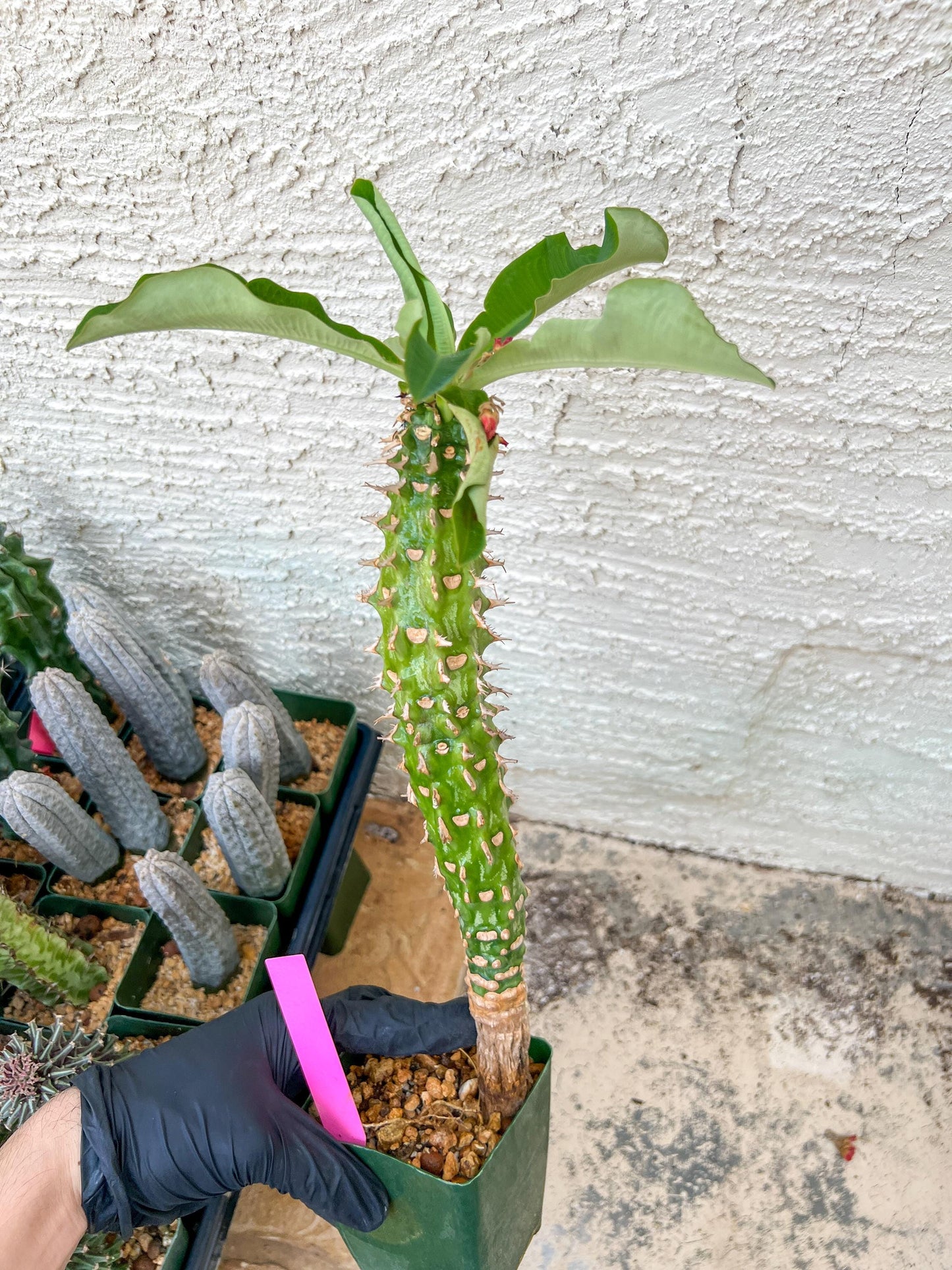 Eupho Viguieri var. Ankarafantsiensis (P-G) | Imported plants