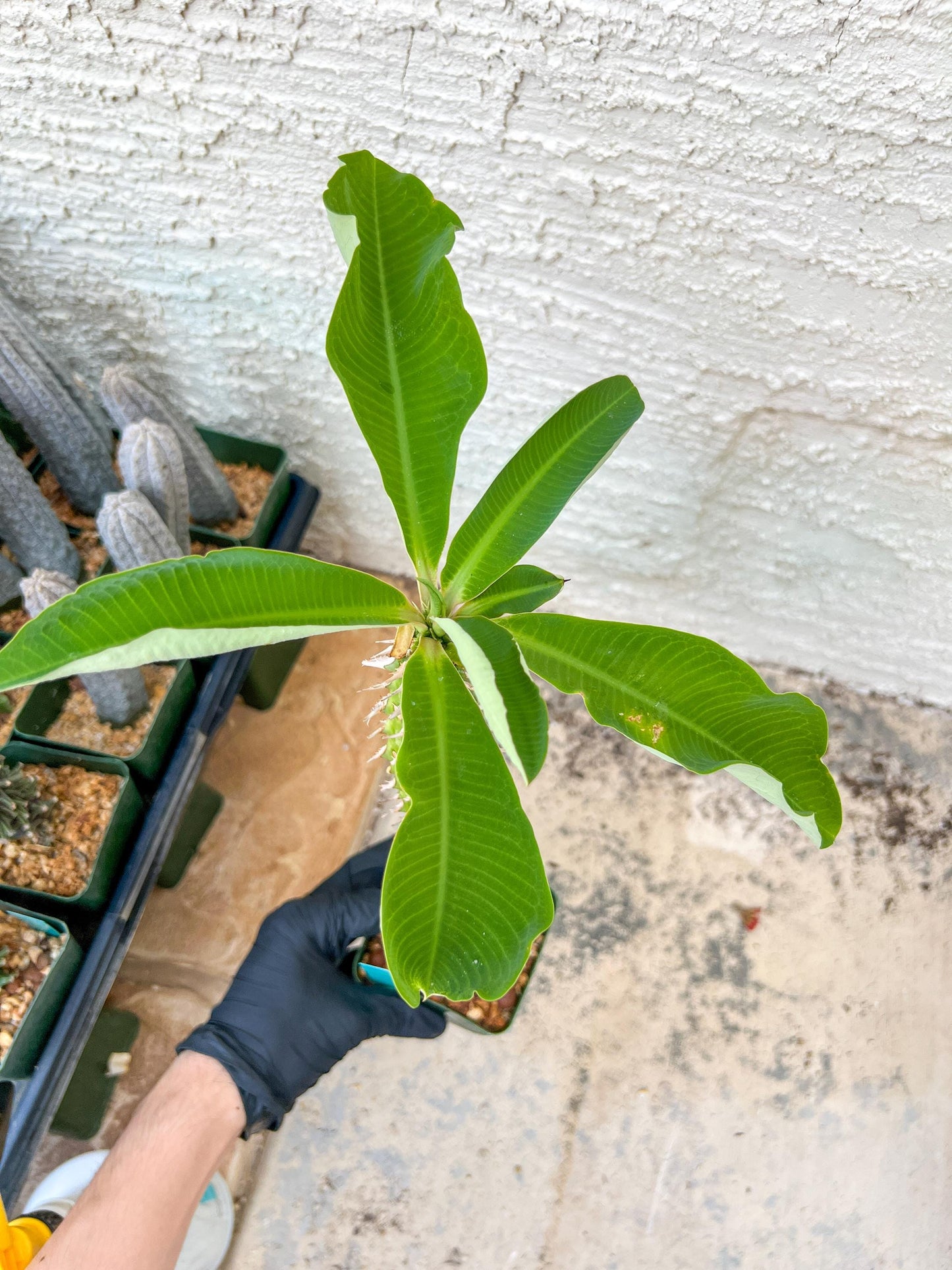 Eupho Viguieri var. Ankarafantsiensis (P-G) | Imported plants