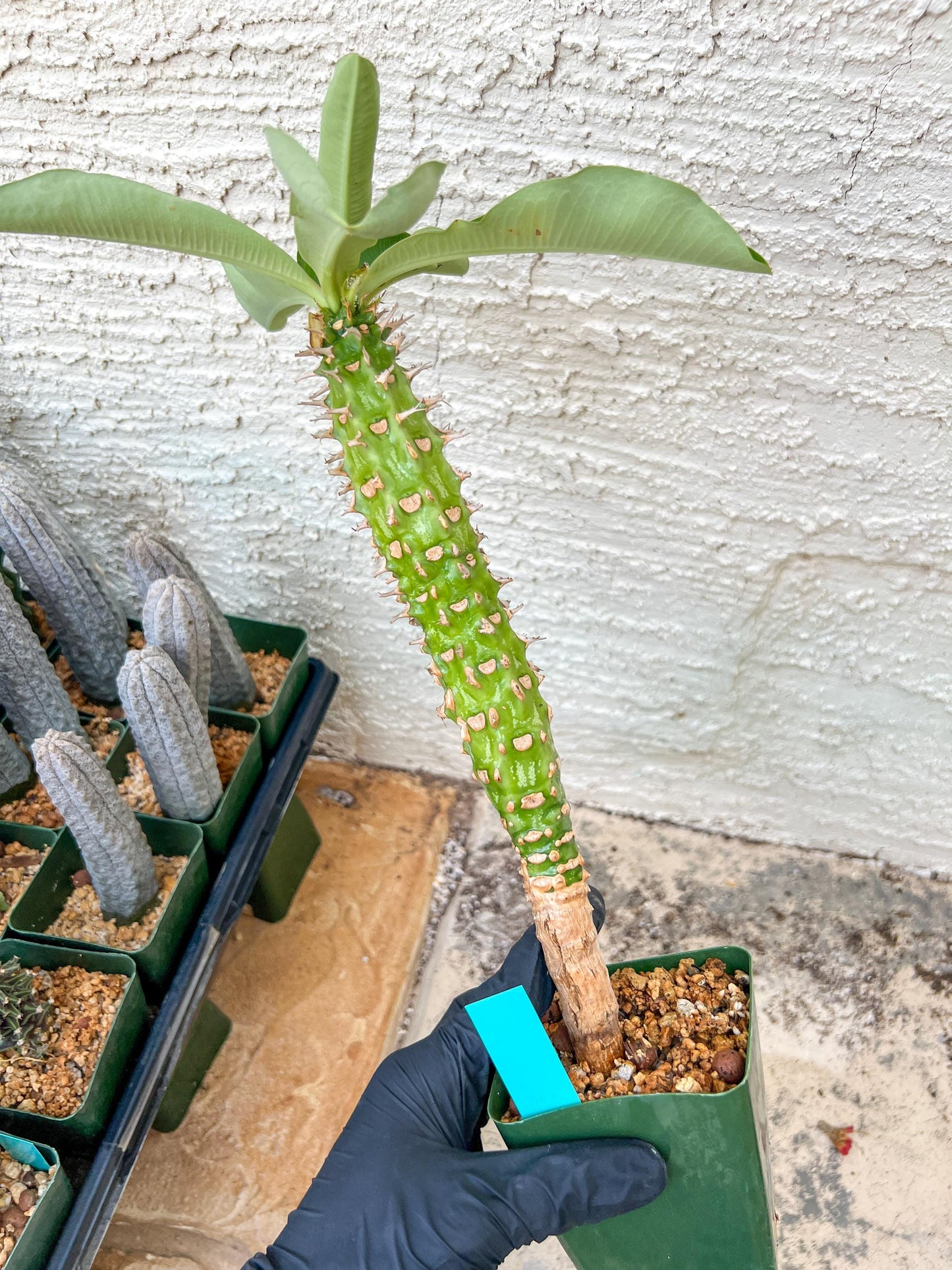 Eupho Viguieri var. Ankarafantsiensis (P-G) | Imported plants