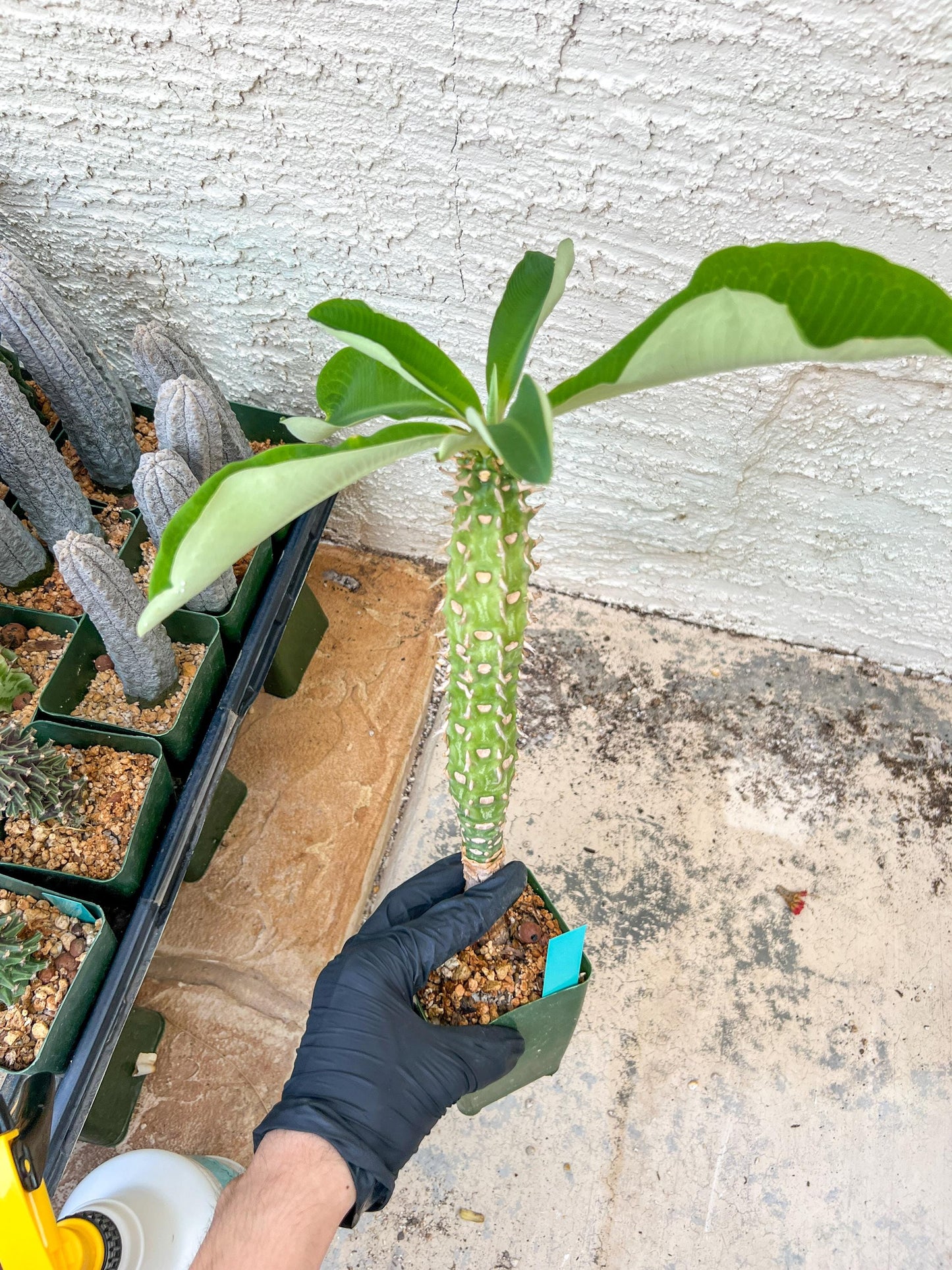 Eupho Viguieri var. Ankarafantsiensis (P-G) | Imported plants