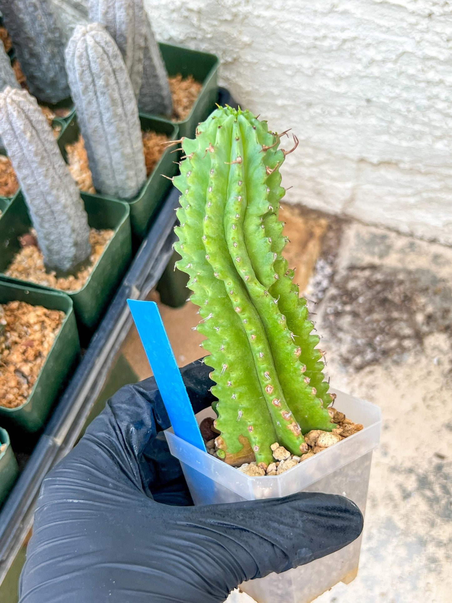 Euphorb Fruticosa Inermis | Rare Succulent