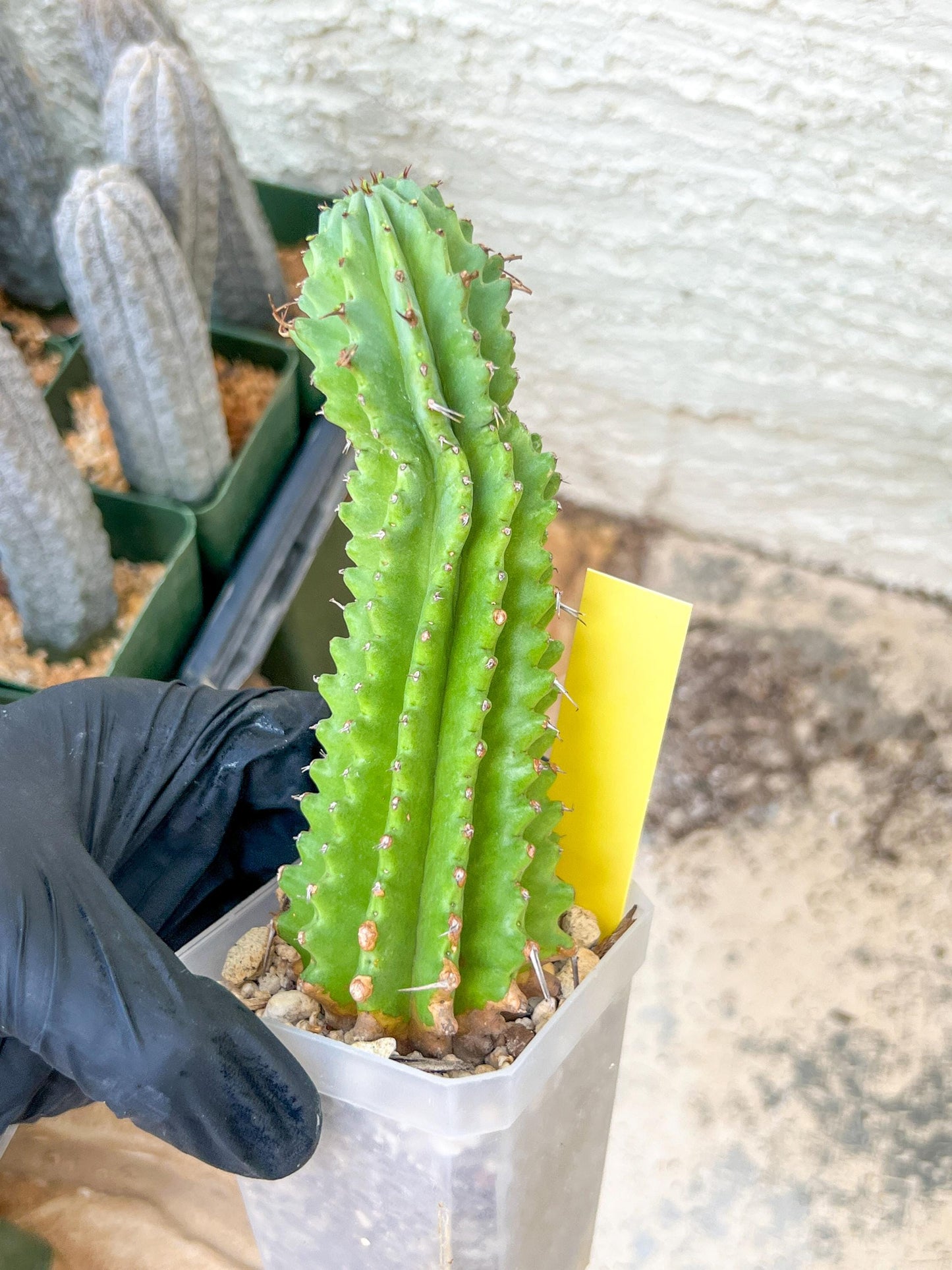 Euphorb Fruticosa Inermis | Rare Succulent