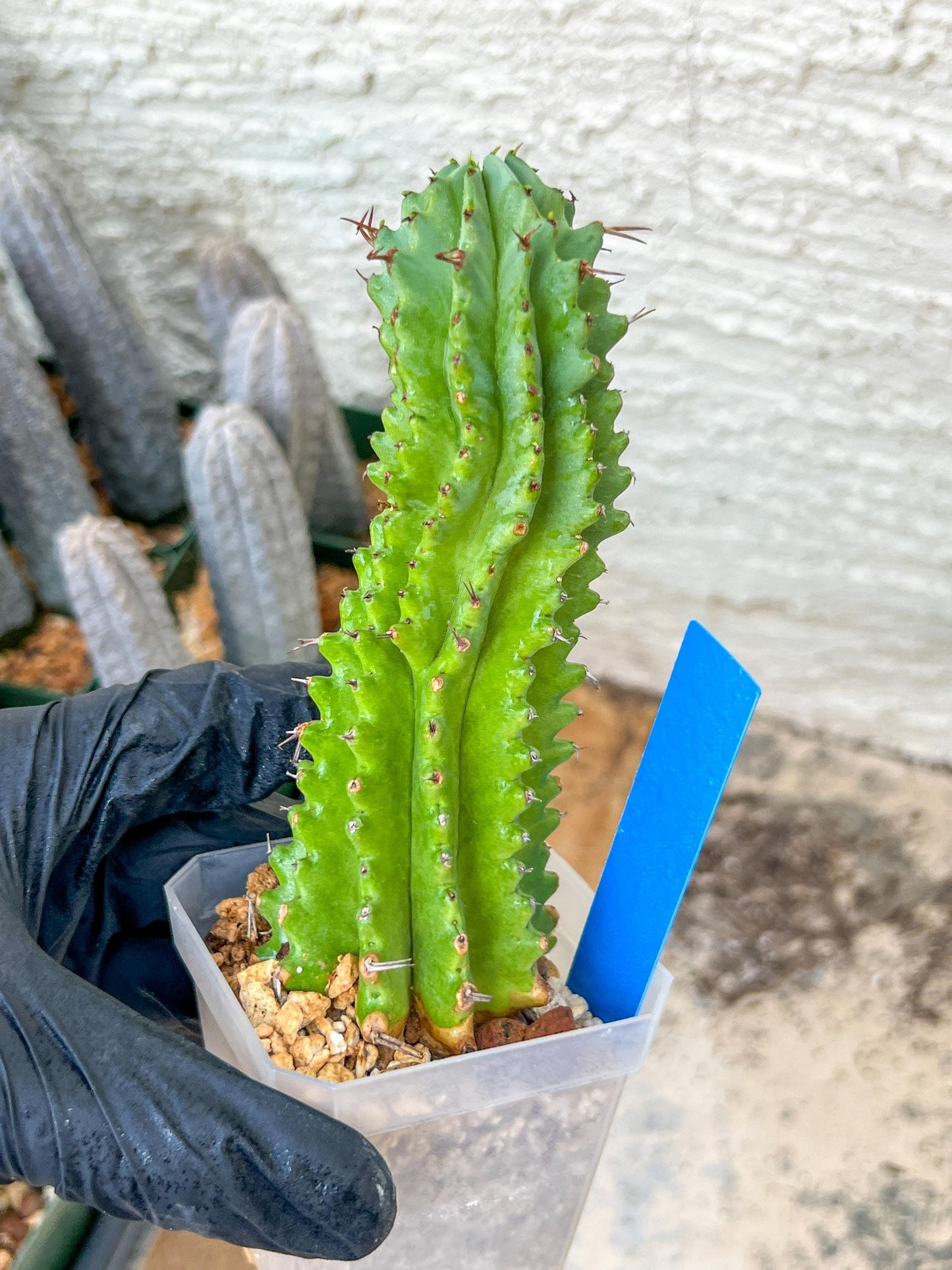Euphorb Fruticosa Inermis | Rare Succulent