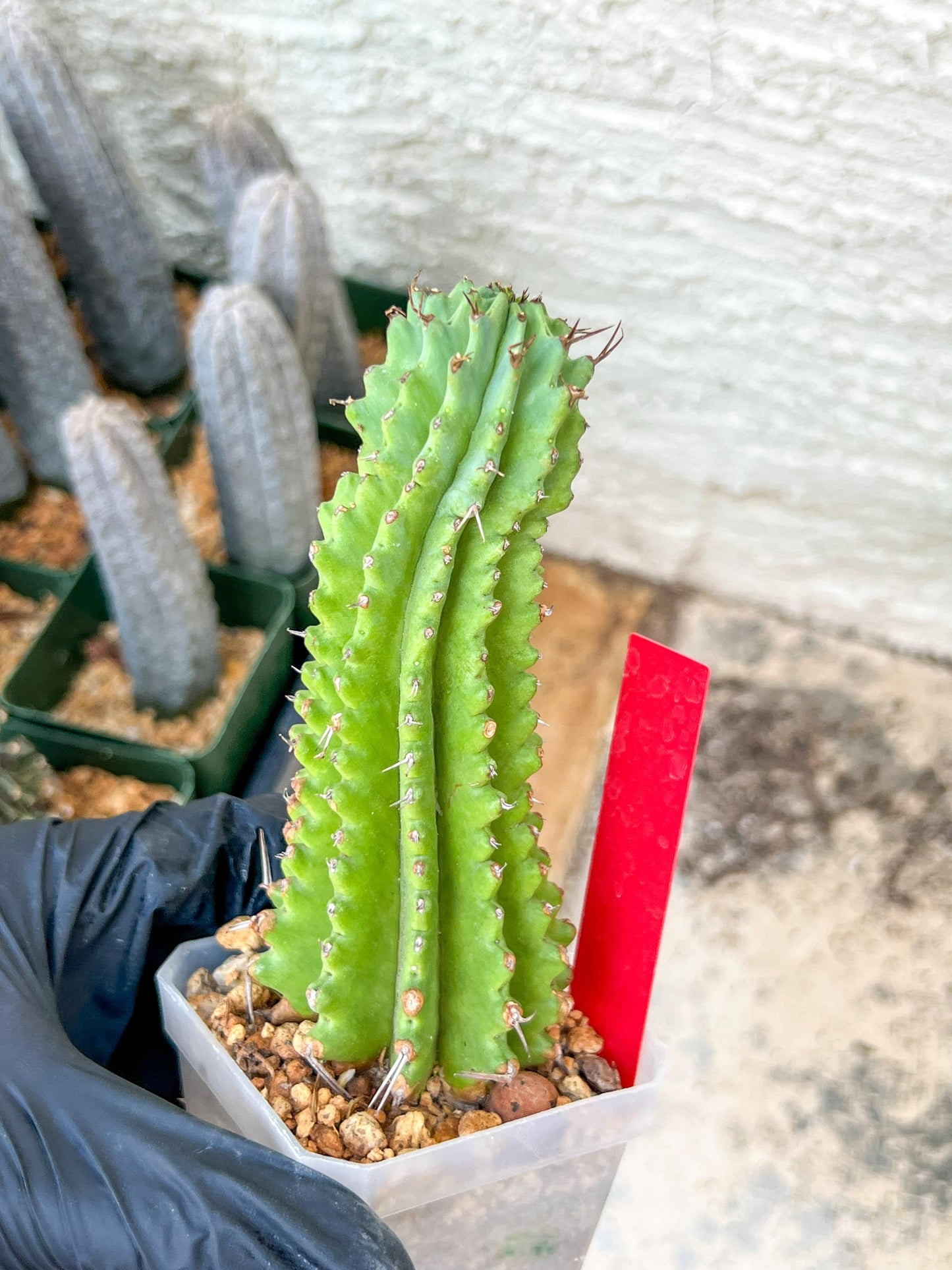 Euphorb Fruticosa Inermis | Rare Succulent