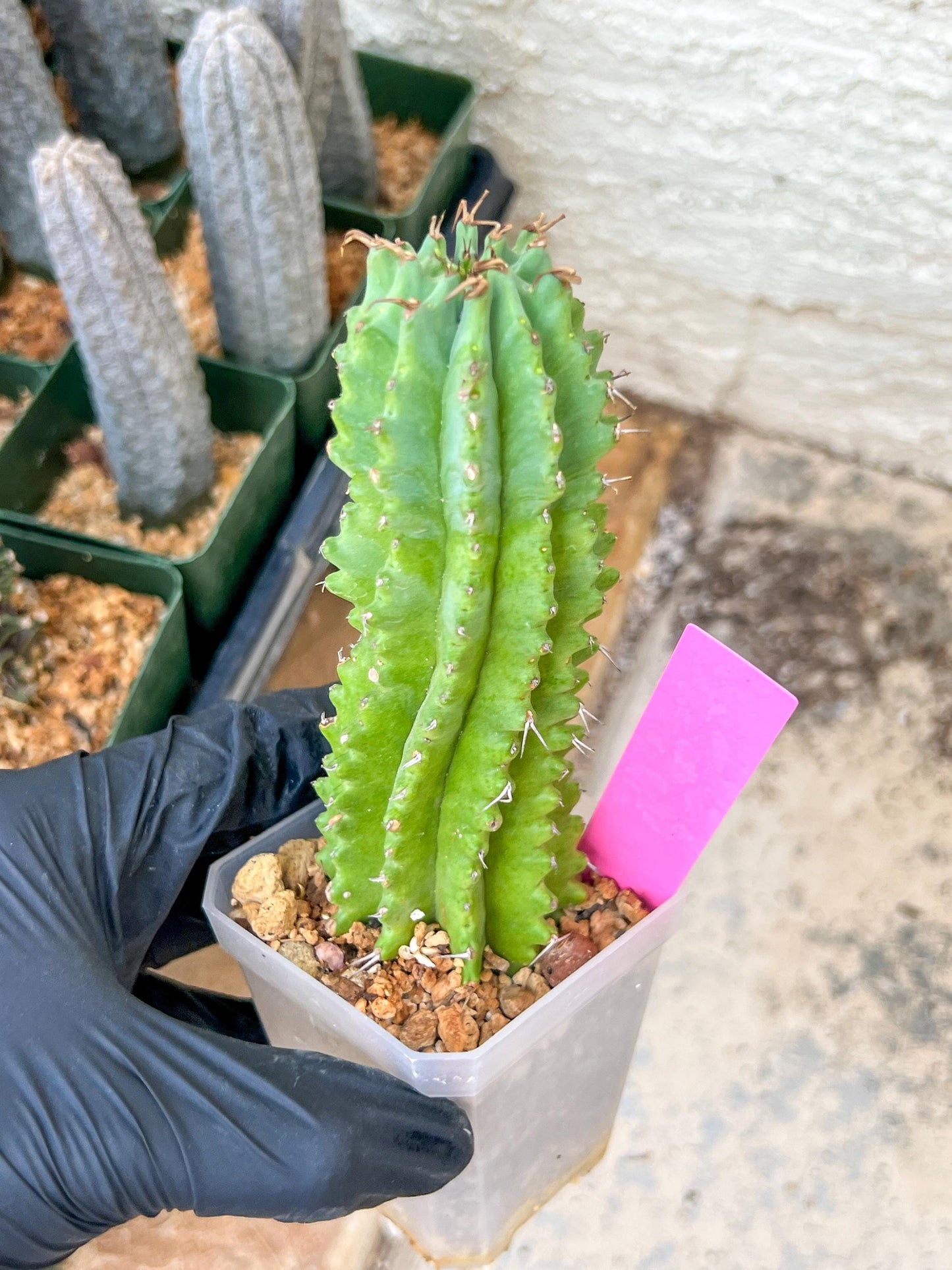 Euphorb Fruticosa Inermis | Rare Succulent