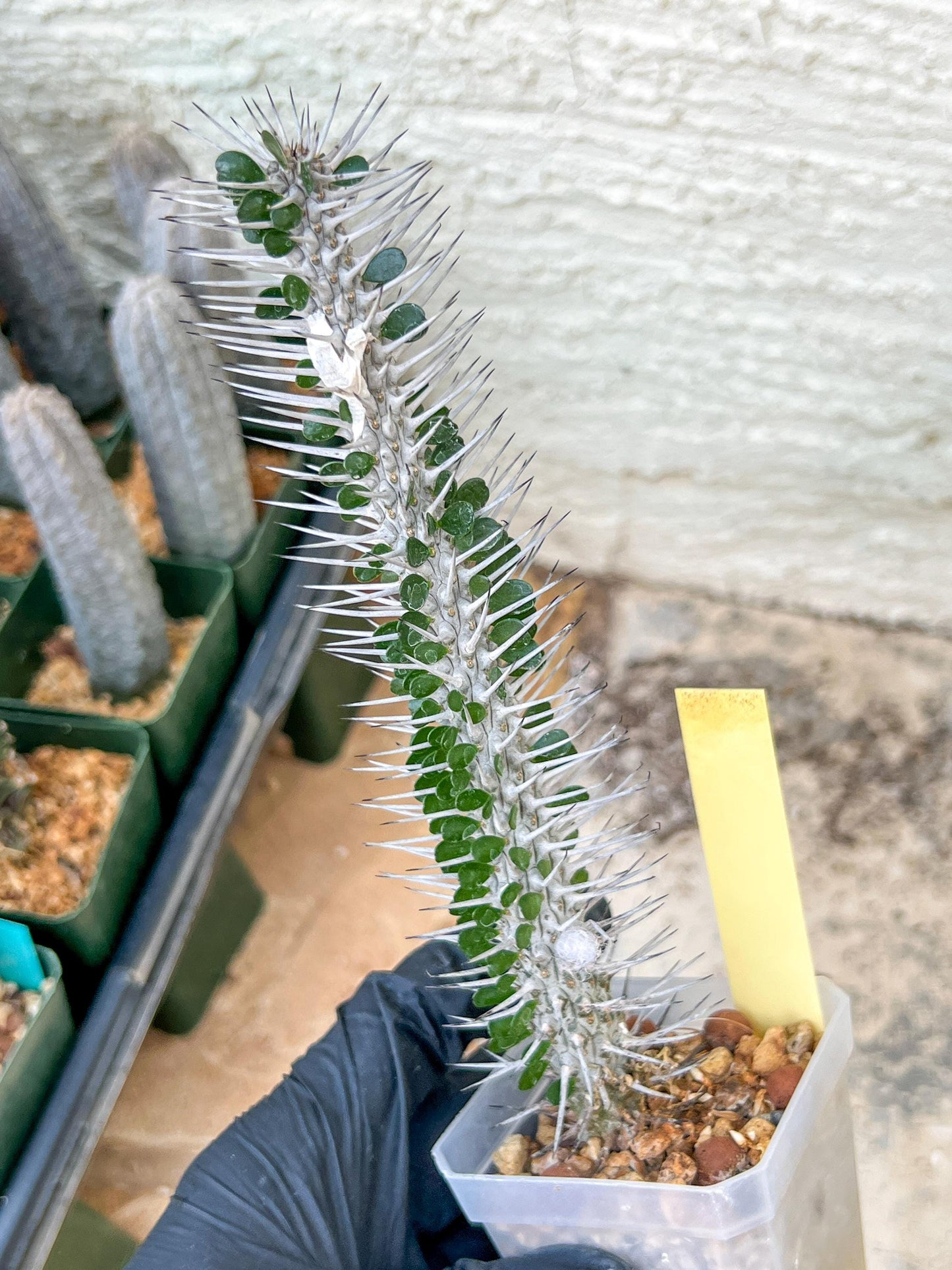 Rare Procera Plant | Madagascar ocotillo | Rare Imported