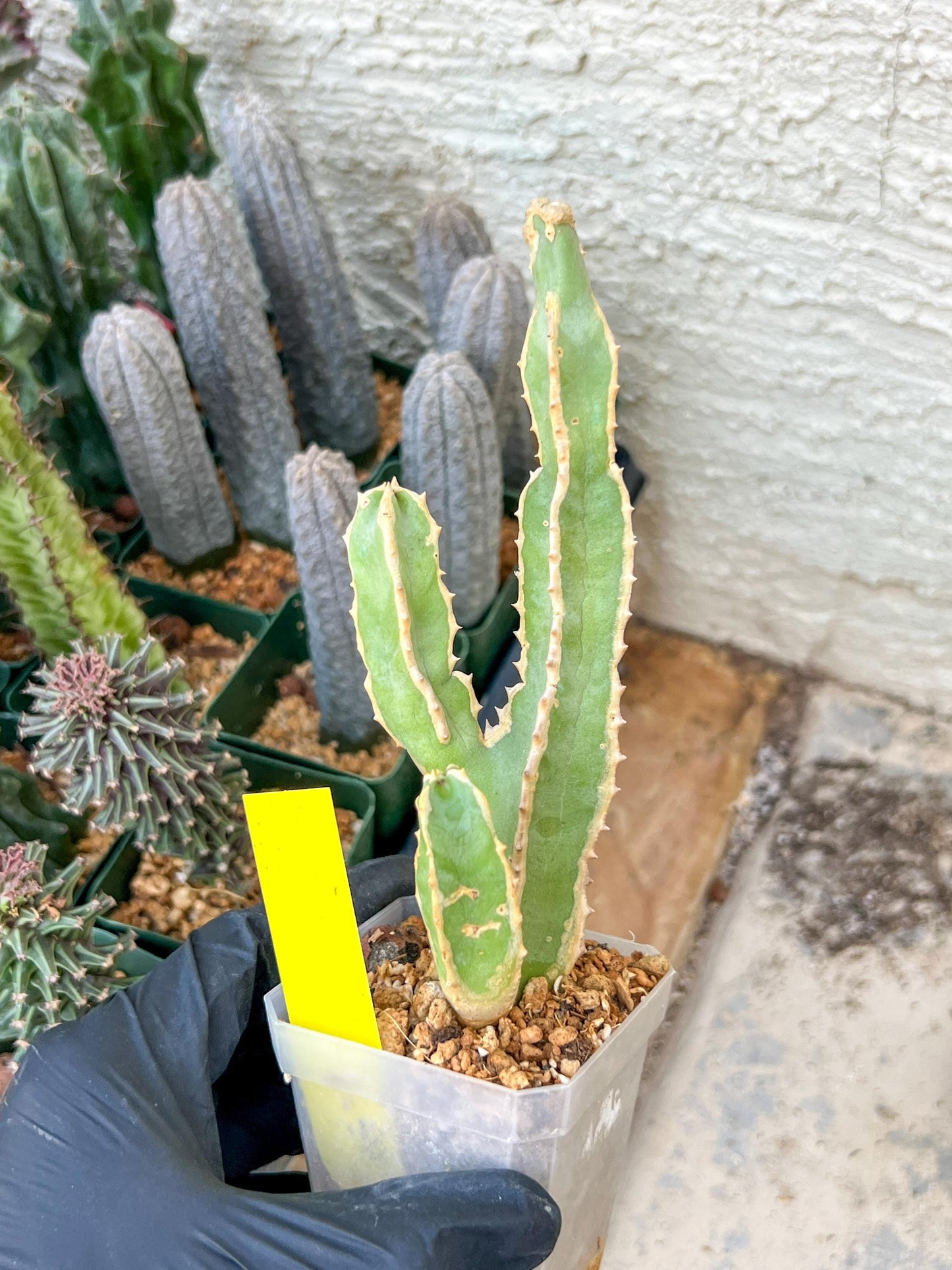 Ammak 'Green' | Rare Imported Plants | 2.5" Pot