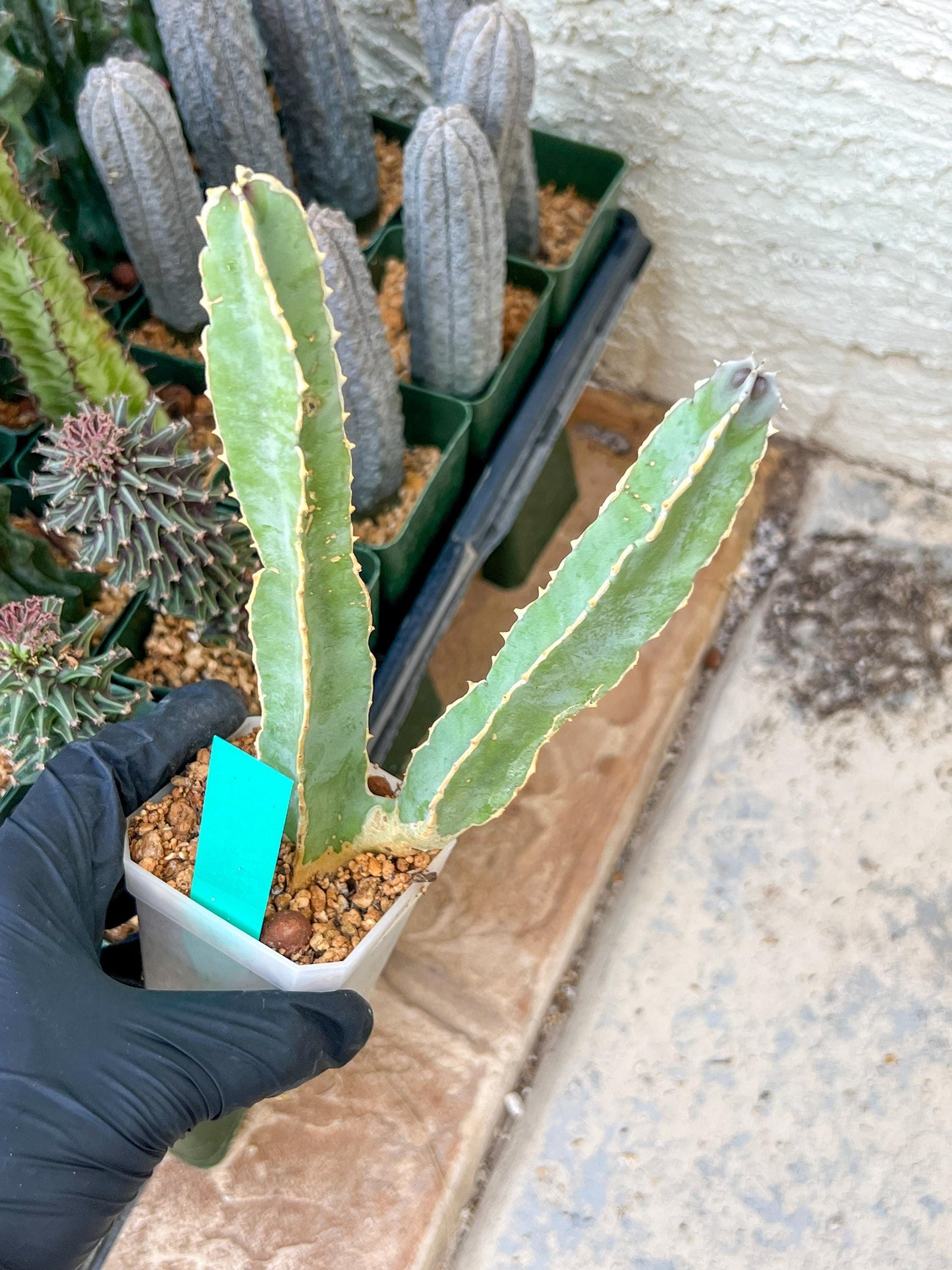 Ammak 'Green' | Rare Imported Plants | 2.5" Pot