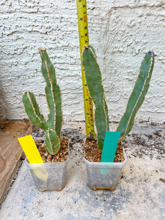 Ammak 'Green' | Rare Imported Plants | 2.5" Pot