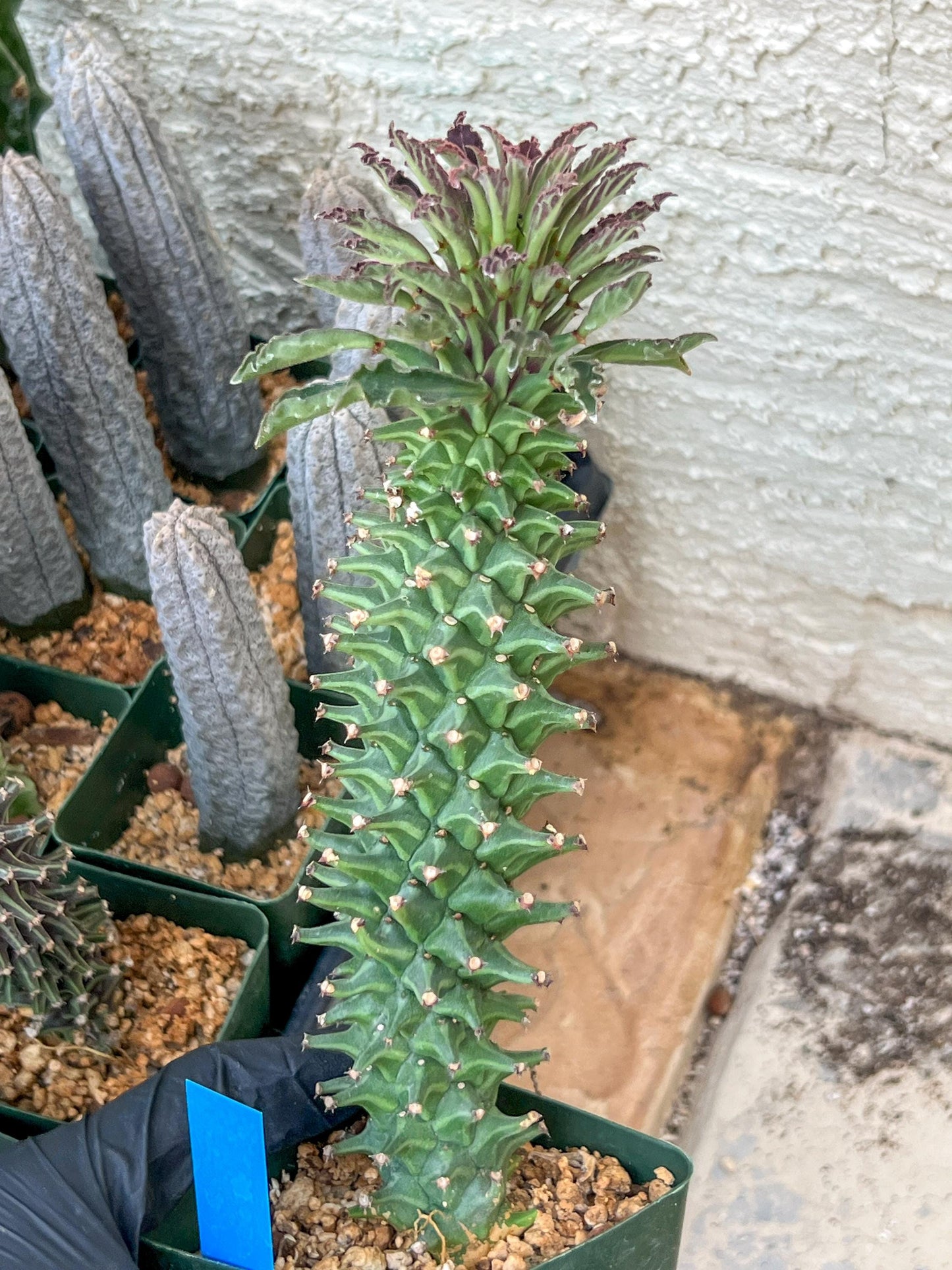 Monadenium Guentheri (2.0) | Imported Cactus | Rare Succulent