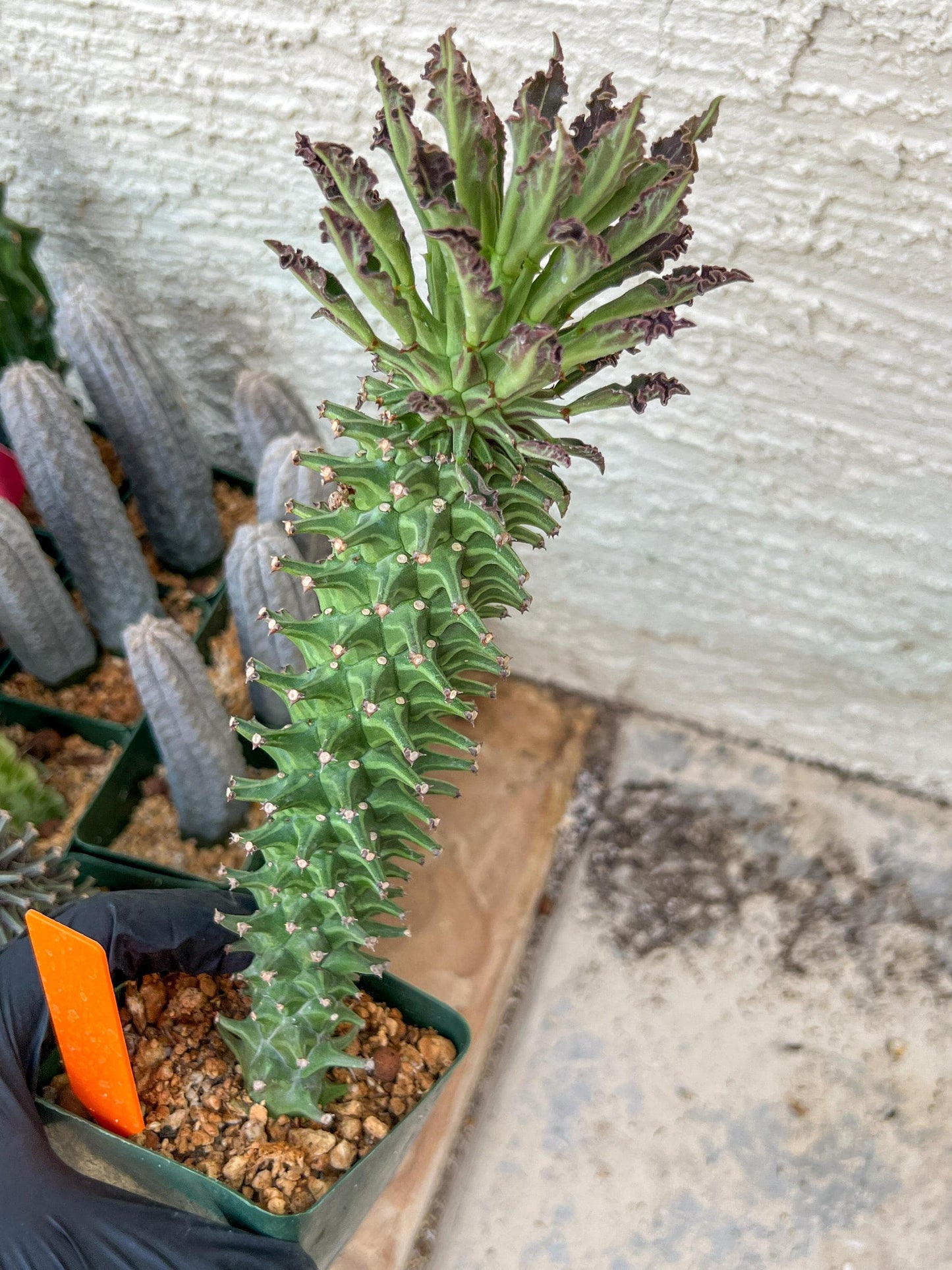 Monadenium Guentheri (2.0) | Imported Cactus | Rare Succulent