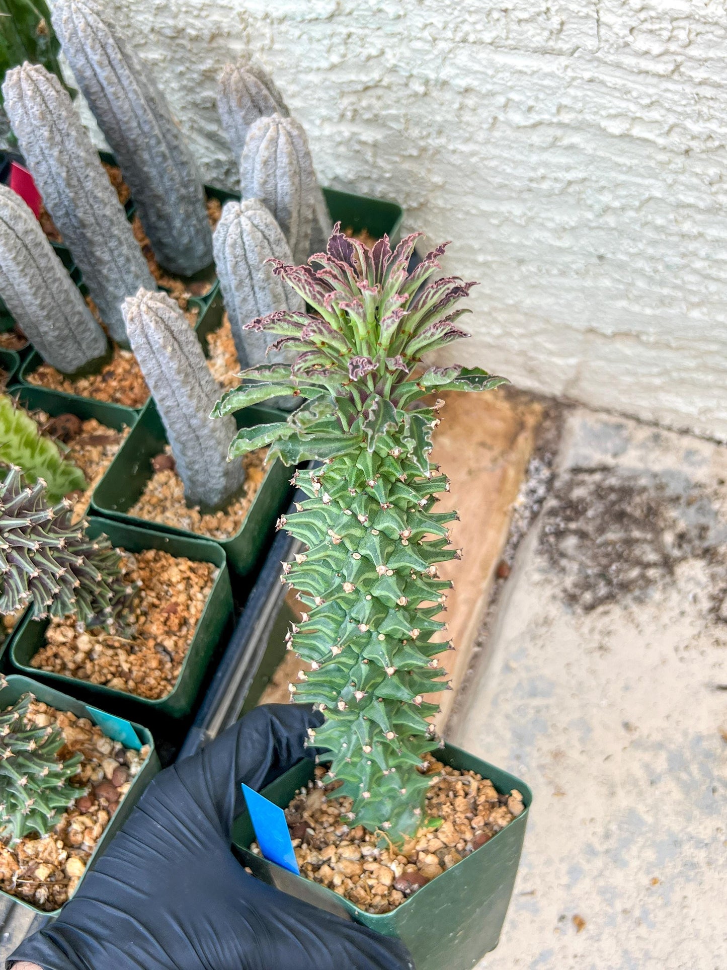 Monadenium Guentheri (2.0) | Imported Cactus | Rare Succulent