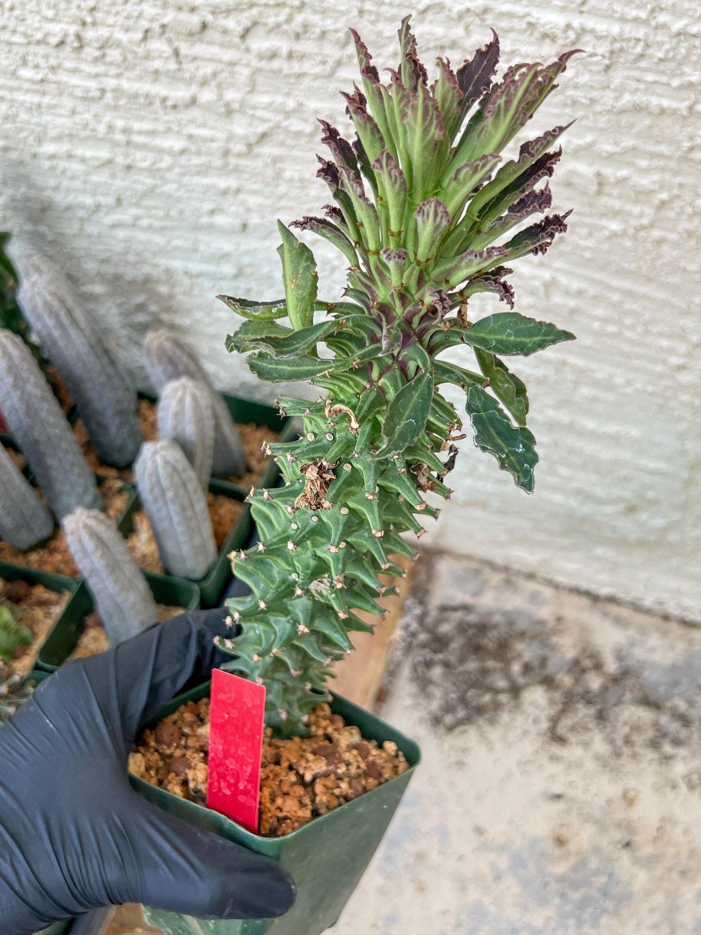 Monadenium Guentheri (2.0) | Imported Cactus | Rare Succulent