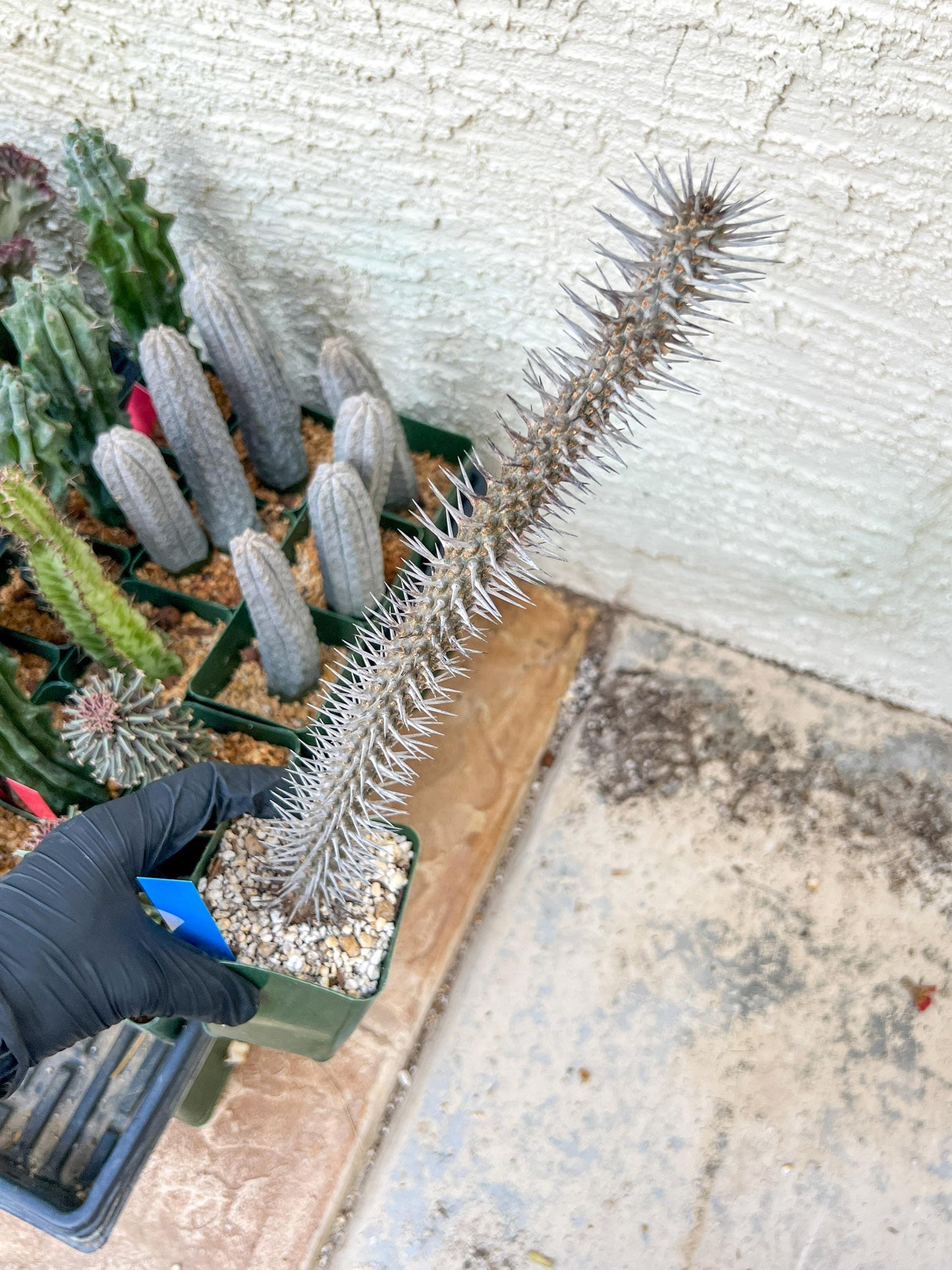 Madagascar ocotillo Alluaudia procera (G1) | Rare Imported