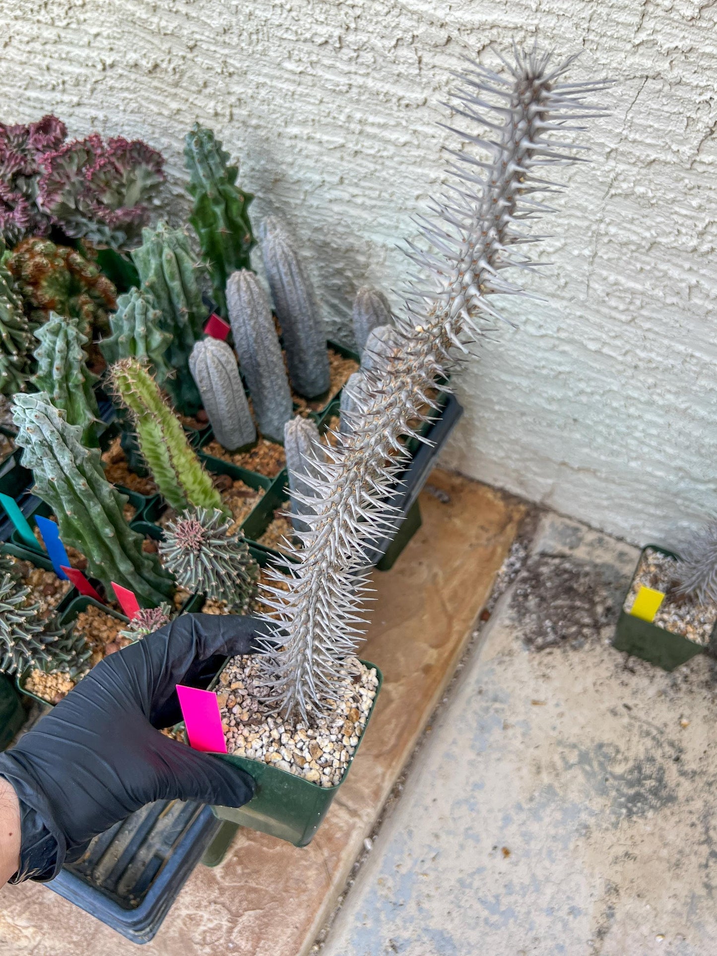 Madagascar ocotillo Alluaudia procera (G1) | Rare Imported