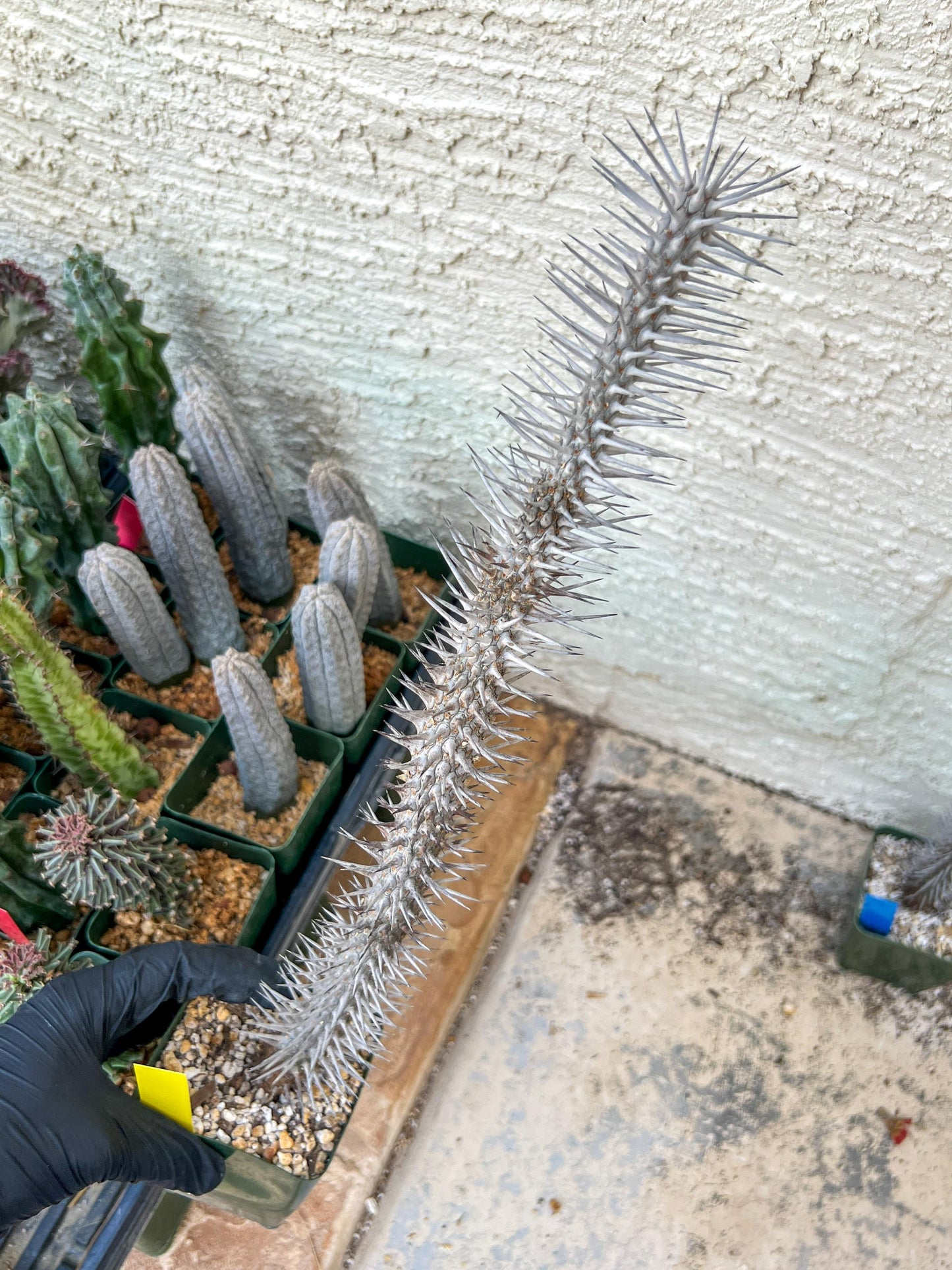 Madagascar ocotillo Alluaudia procera (G1) | Rare Imported